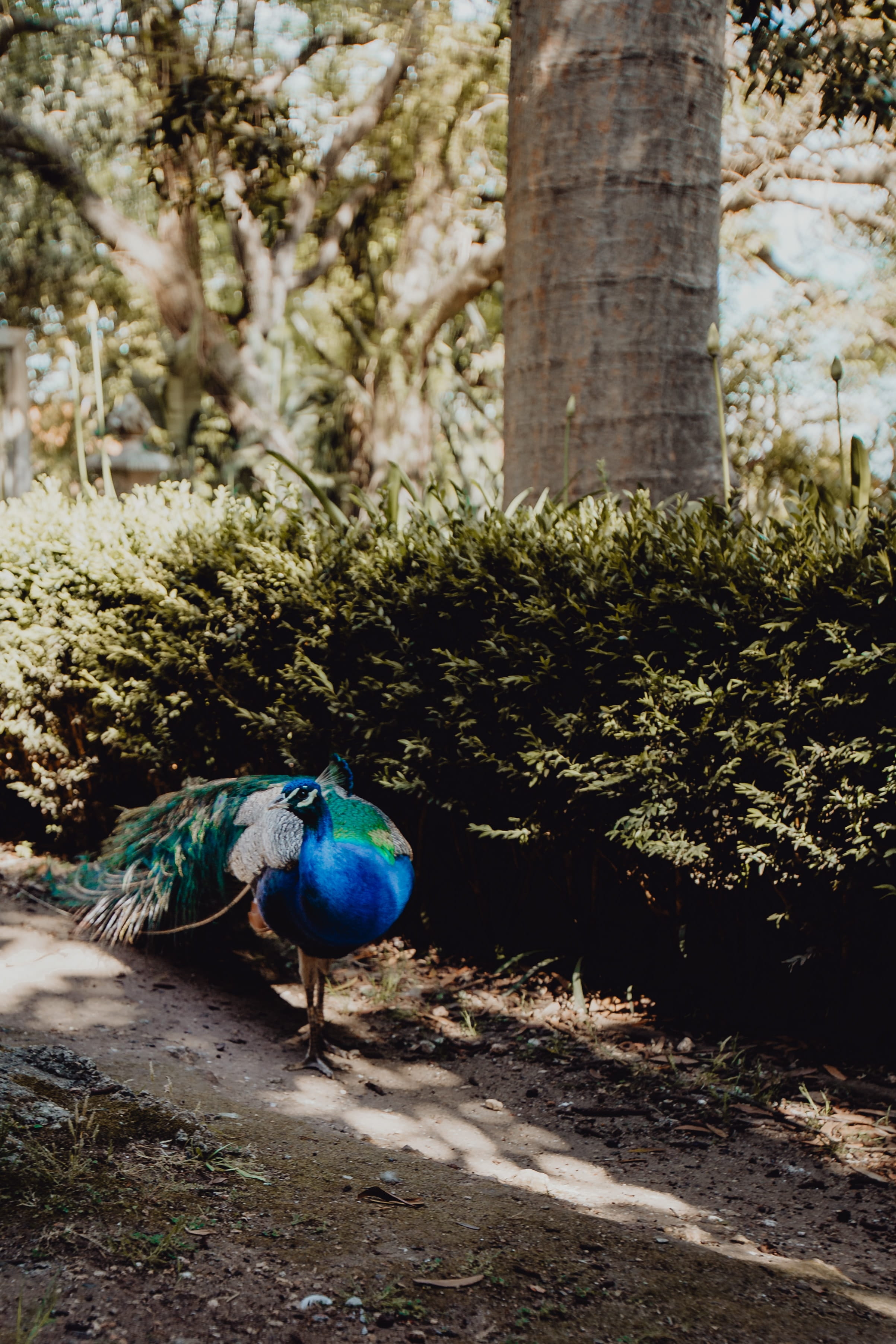 tropical, animal wildlife, day, exotic, nature, lisbon, one animal, sunlight, tree trunk, portugal, bird, trees, garden, animal themes, peacock, 2K, blue, Phone HD Wallpaper