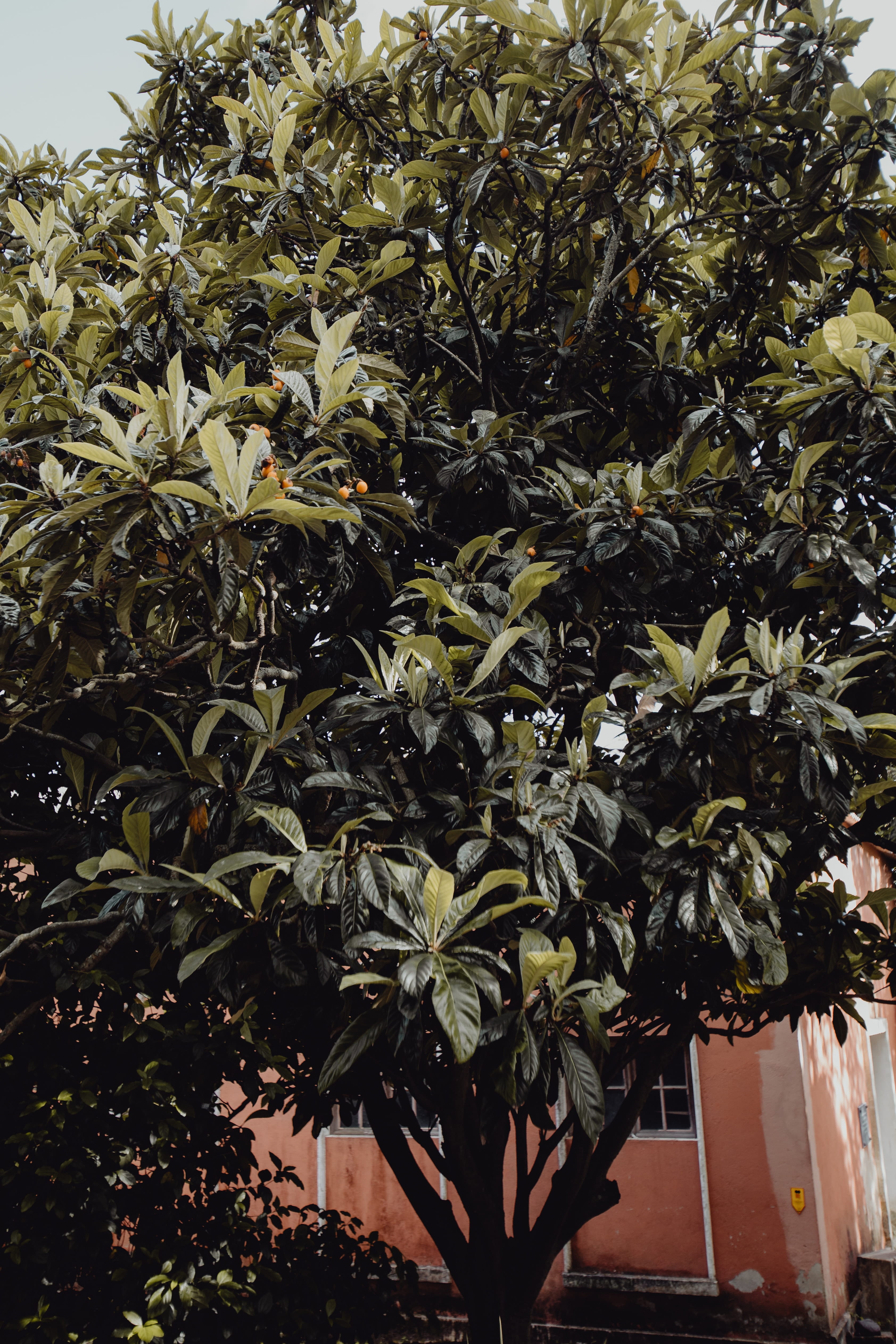 4K, tropical, belem, sunlight, Europe, day, food, botanical, fruit, lisbon, growth, botany, tropical climate, architecture, leaf, nature, freshness, front or back yard, Phone HD Wallpaper