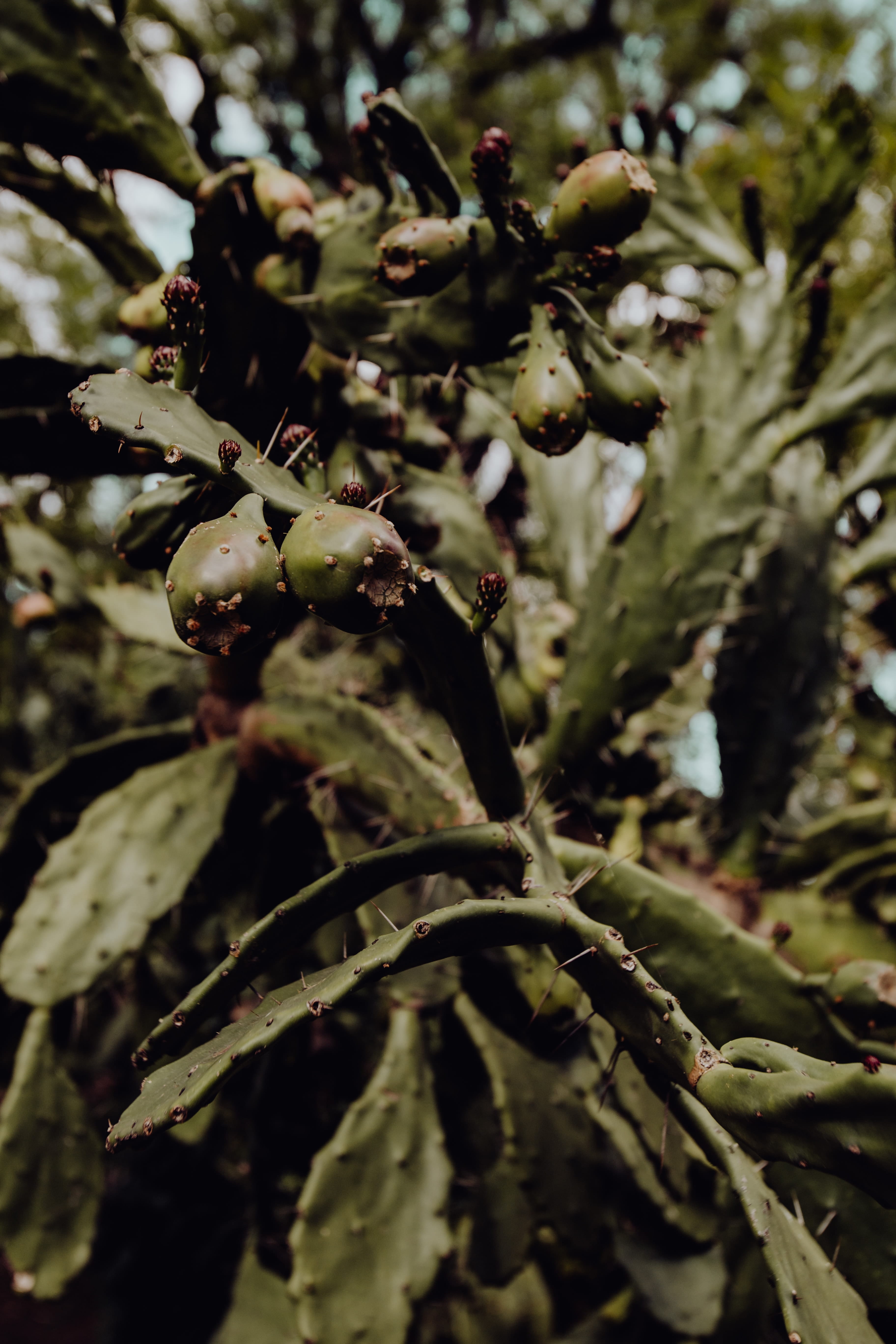 tropical, palms, garden, 5K, plant, beauty in nature, tree, branch, lisboa, day, plant part, no people, Europe, botany, flowering plant, selective focus, Phone HD Wallpaper