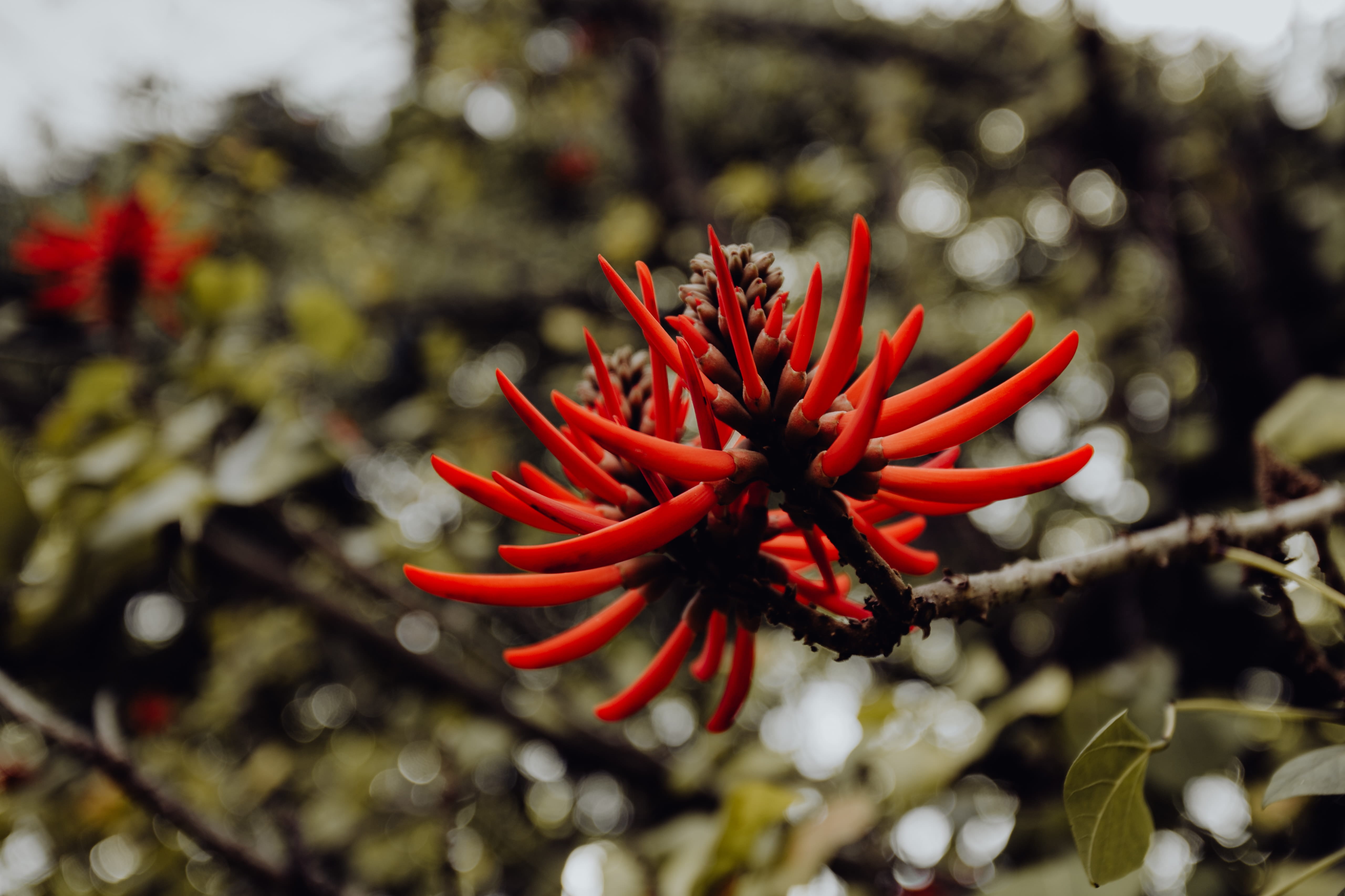 park, tree, growth, plant, nature, Europe, day, palms, freshness, tropical, fragility, flowering plant, red, close-up, food, food and drink, lisbon, flower, HD Wallpaper