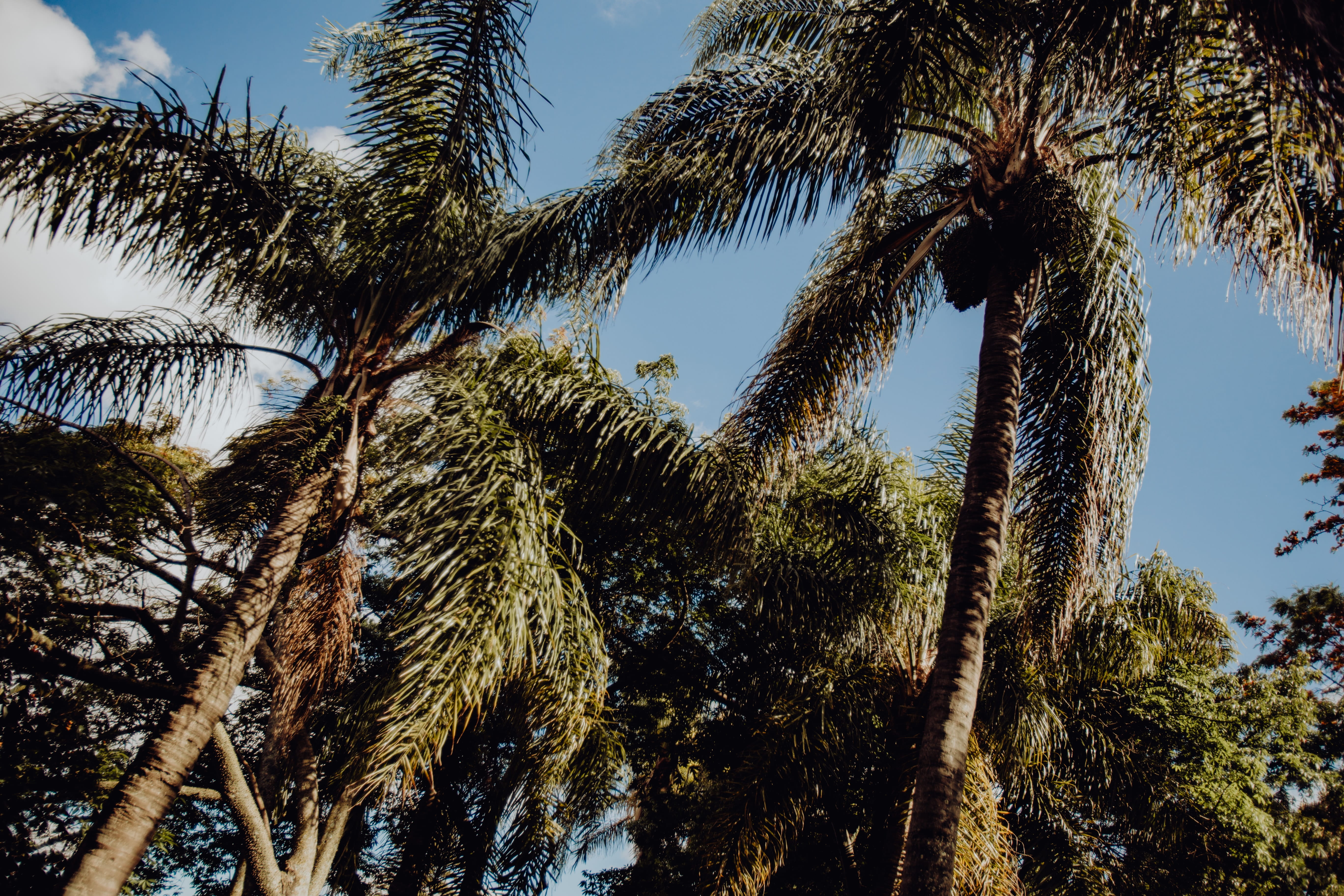 belem, exotic, tree, green color, beauty in nature, tranquility, trunk, day, sky, plant, low angle view, botany, tropical tree, botanical, tranquil scene, HD Wallpaper