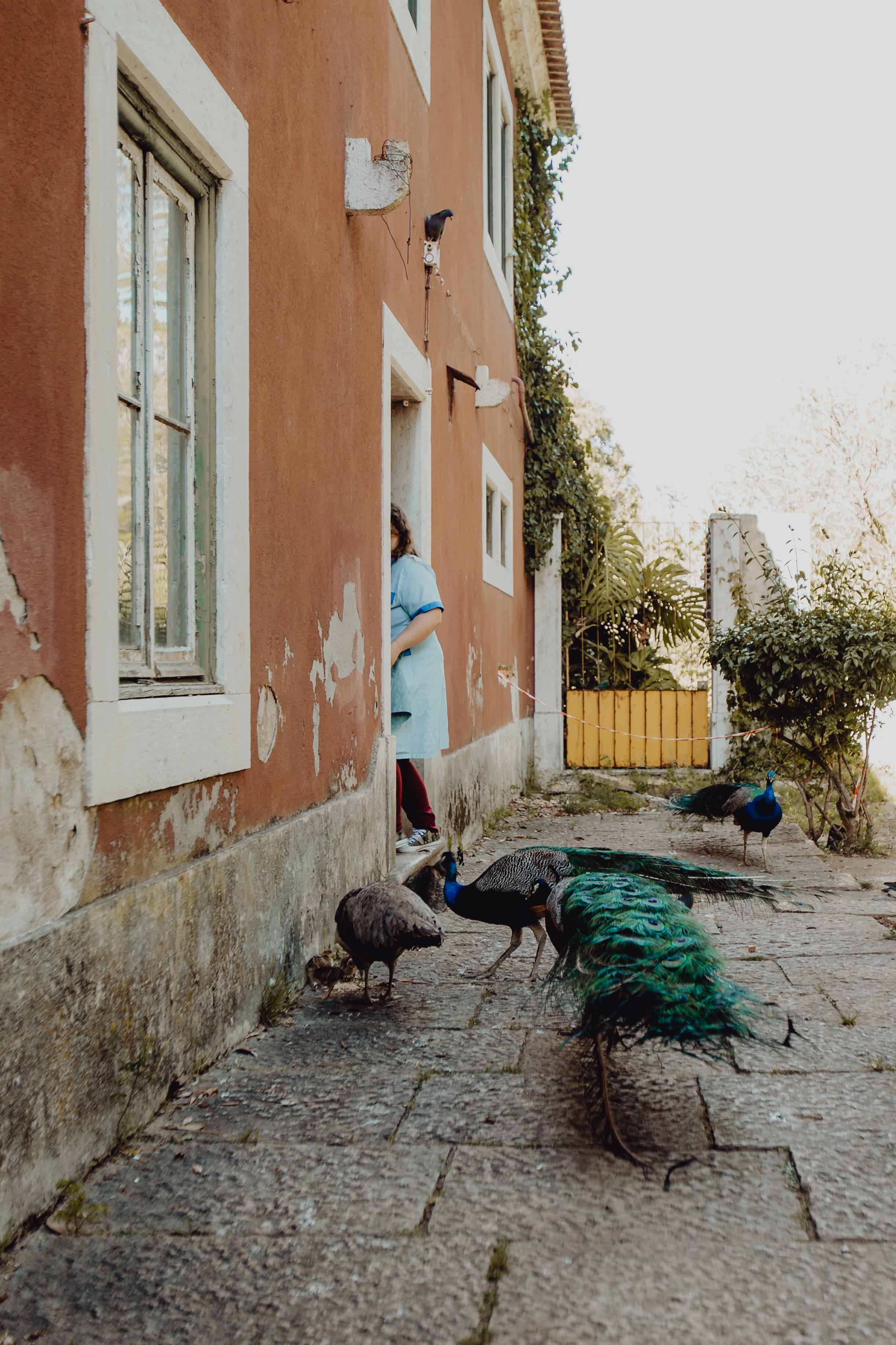 city, exotic, group of animals, outdoors, garden, palms, residential district, house, lisbon, park, nature, no people, built structure, animals in the wild, Phone HD Wallpaper
