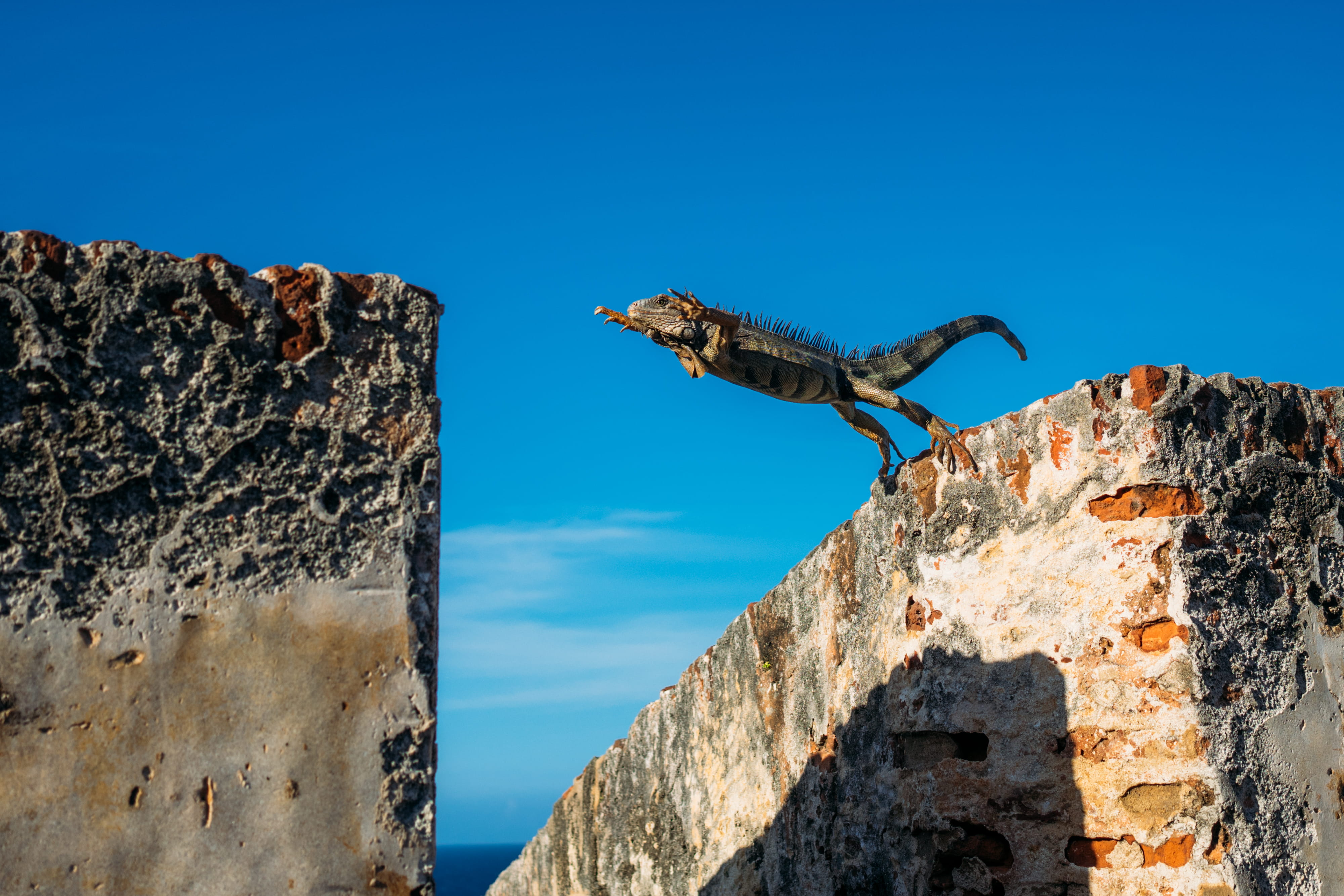 day, built structure, blue, 4K, iguana, rocks, rock, wall - building feature, close up, gray, animal themes, outdoors, formation, animal wildlife, animal, HD Wallpaper