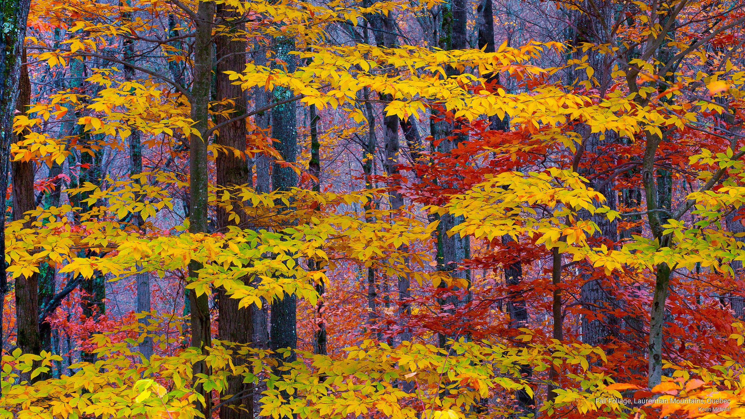 2K, quebec, Fall, mountains, laurentian, foliage, HD Wallpaper