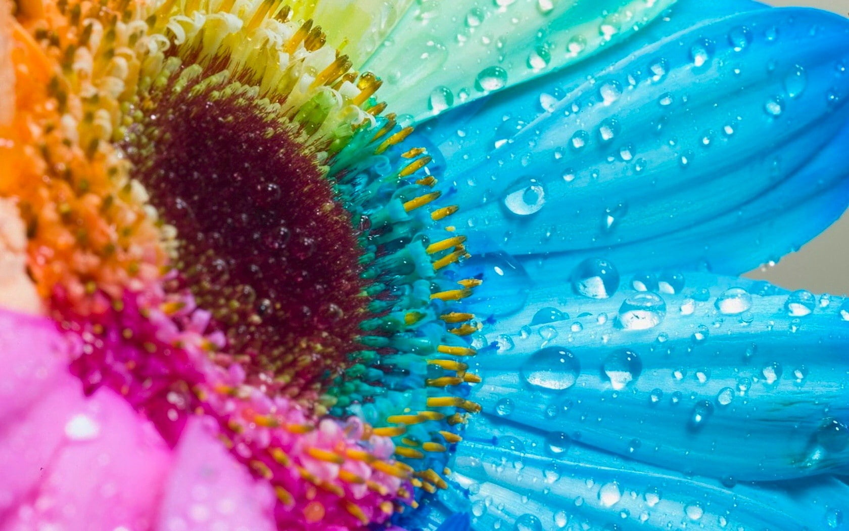blue, macro, hd, water, 720P, colorful, yellow, nature, gerbera, drops, flower, HD Wallpaper