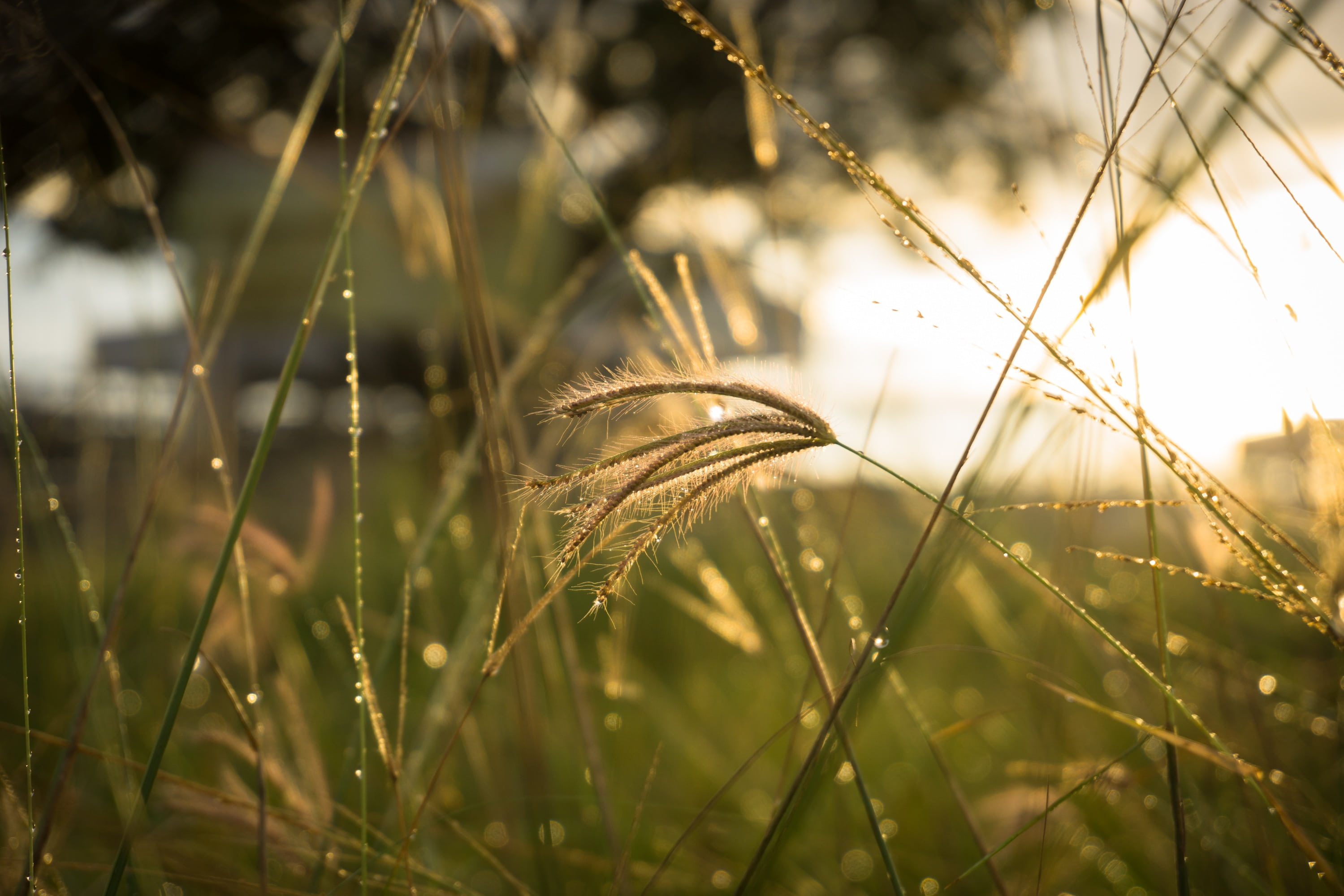 tranquility, rural scene, indonesia, thatch, outdoors, close-up, meadow, selective focus, land, beauty in nature, agriculture, field, growth, day, no people, HD Wallpaper