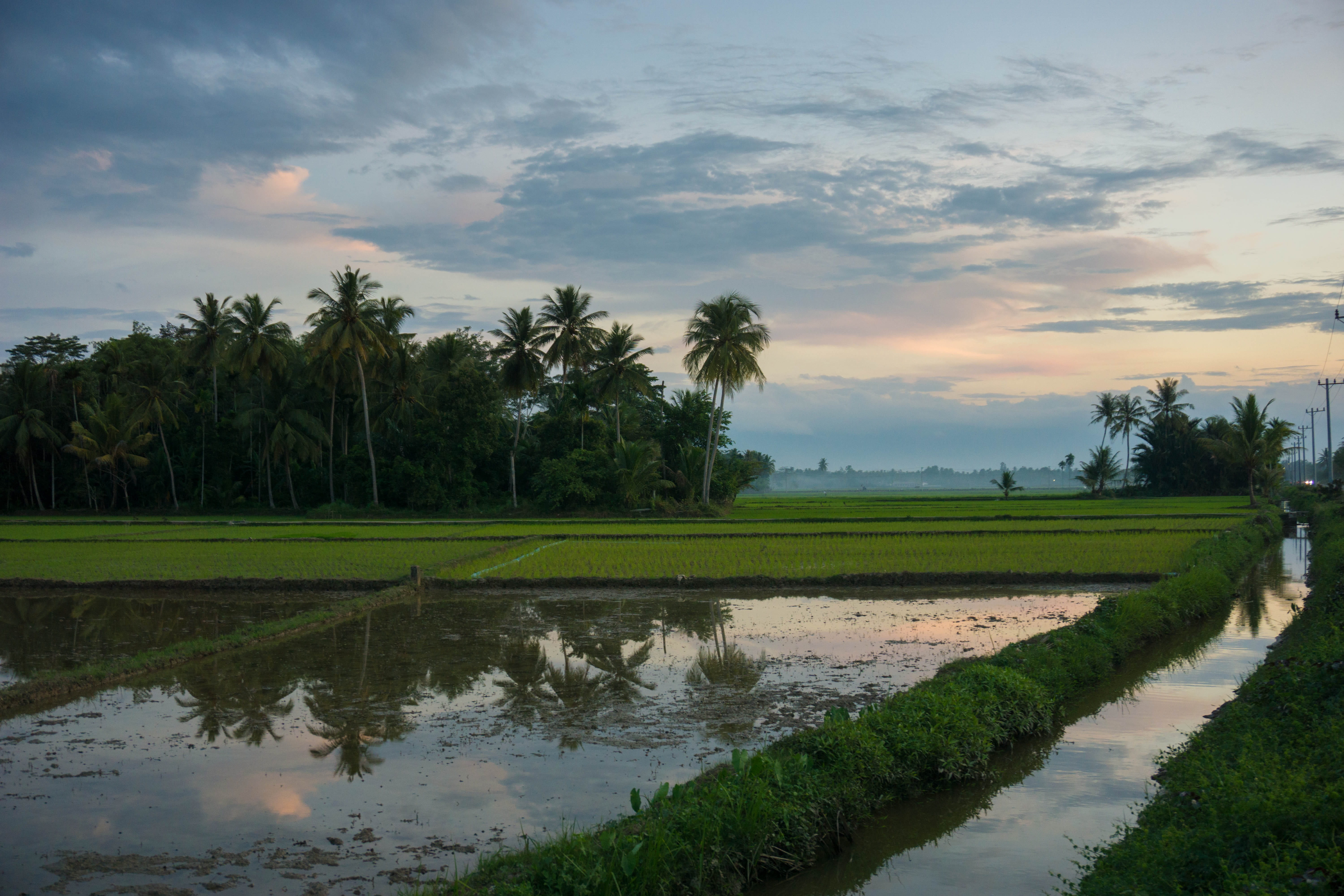 water, farm, sky, 5K, tree, no people, sunset, rice paddy, tranquility, field, tranquil scene, canal, cloud - sky, rice, fresh, nature, scenics - nature, HD Wallpaper