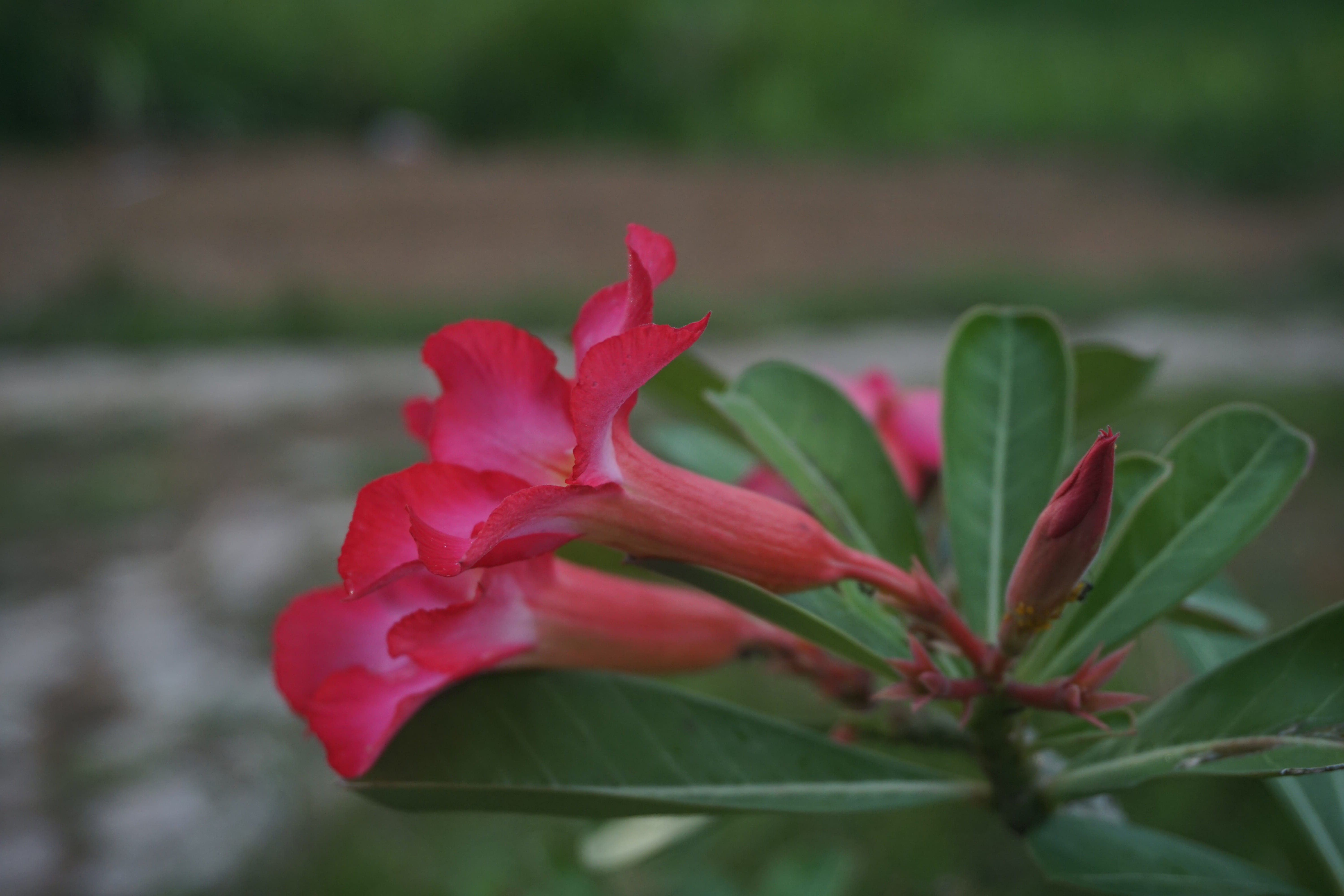 beauty in nature, inflorescence, flower head, flowering plant, vulnerability, indonesia, 5K, freshness, focus on foreground, growth, outdoors, plant, plant part, HD Wallpaper