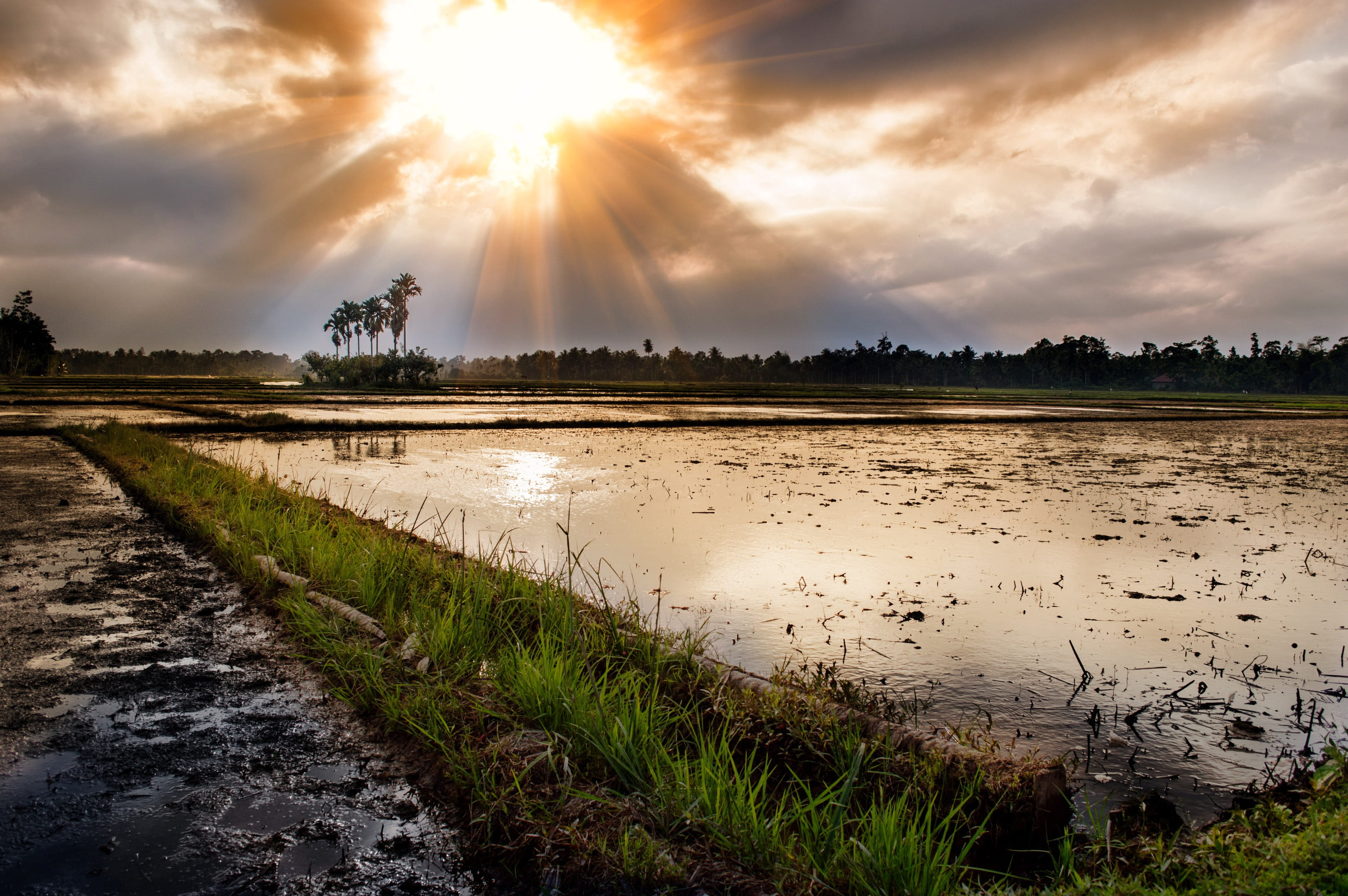 environment, piercing, nature, scenery, rice, outdoor, tranquility, Aceh, water, beauty in nature, meteorology, Sunset, rural scene, agriculture, rays, HD Wallpaper