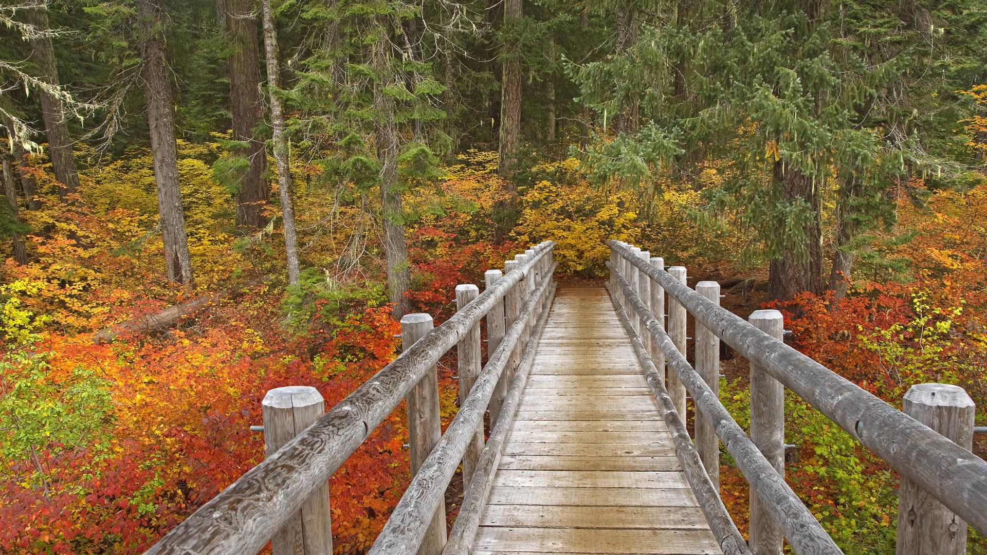 trail, 1080P, mckenzie river trail, river, oregon, willamette national forest, 3d and abstract, mckenzie, bridge, HD Wallpaper