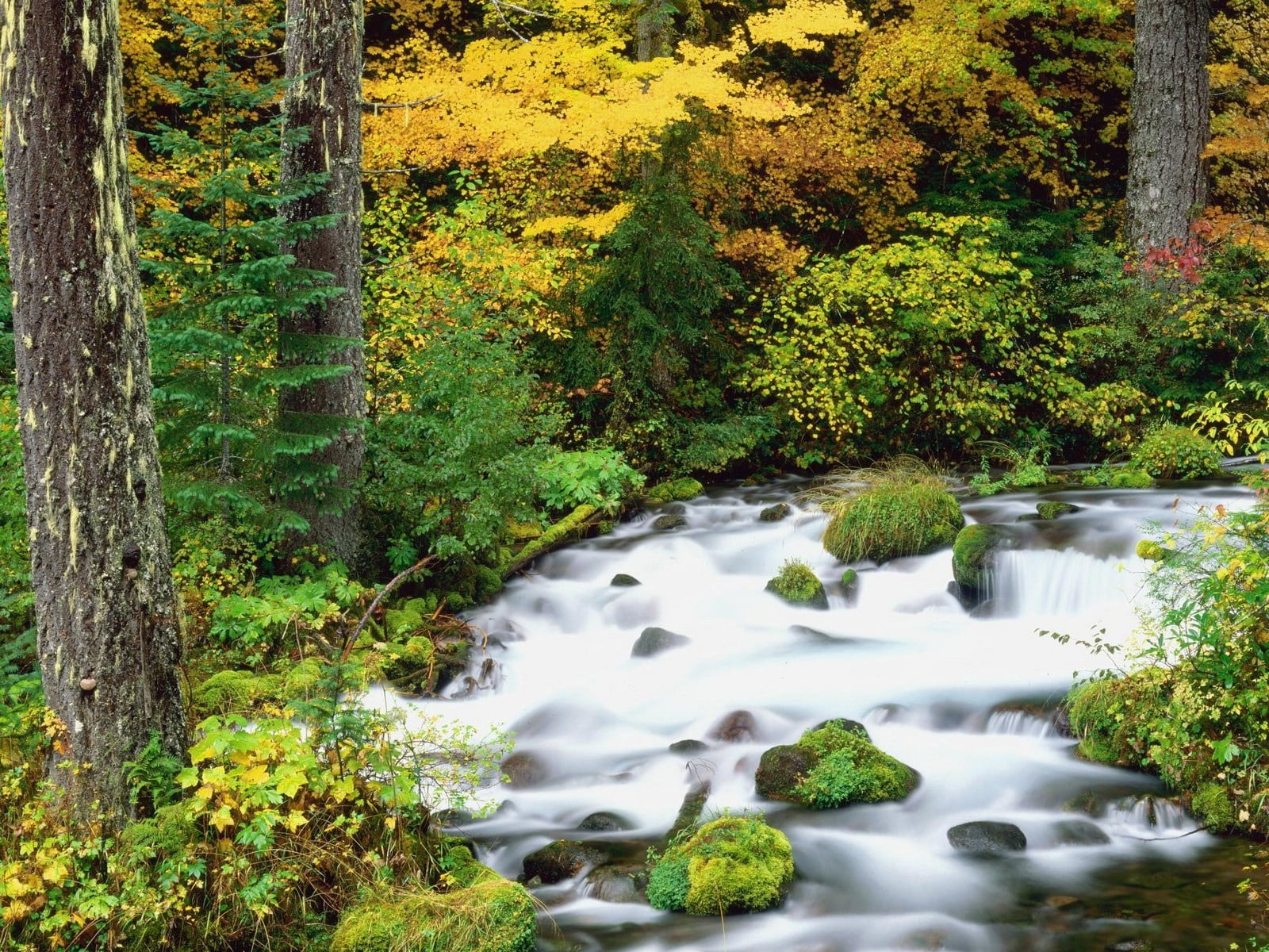 wood, scenics - nature, rock - Object, lush Foliage, yellow, tree, park - Man Made Space, tropical Rainforest, river, tranquil Scene, no People, beauty In Nature, HD Wallpaper