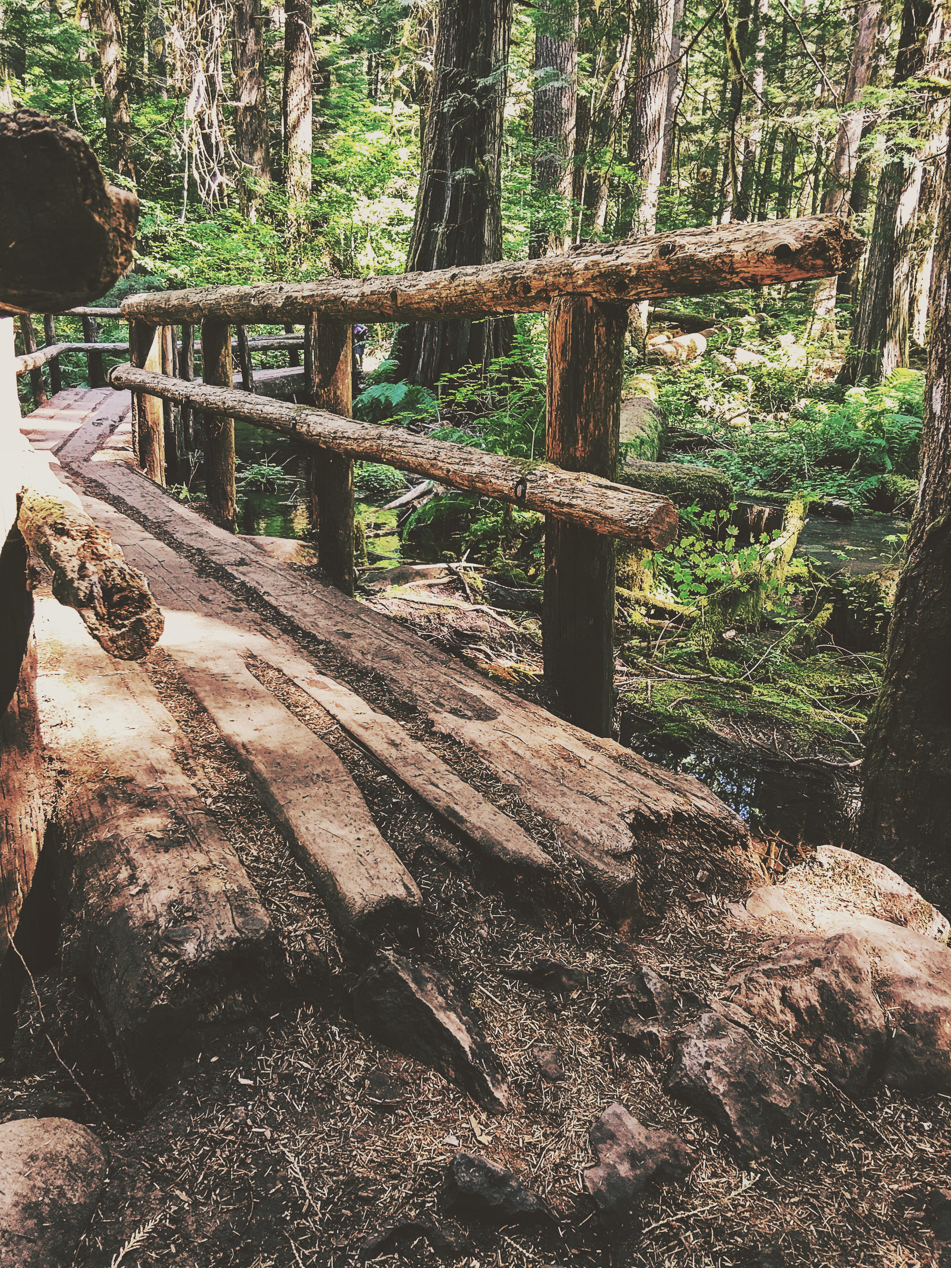 woodland, old, no people, tree, trees, 4K, woods, barrier, falls, outdoors, bark, hike, sunlight, river, wooden bridge, united states, willamette national forest, Phone HD Wallpaper