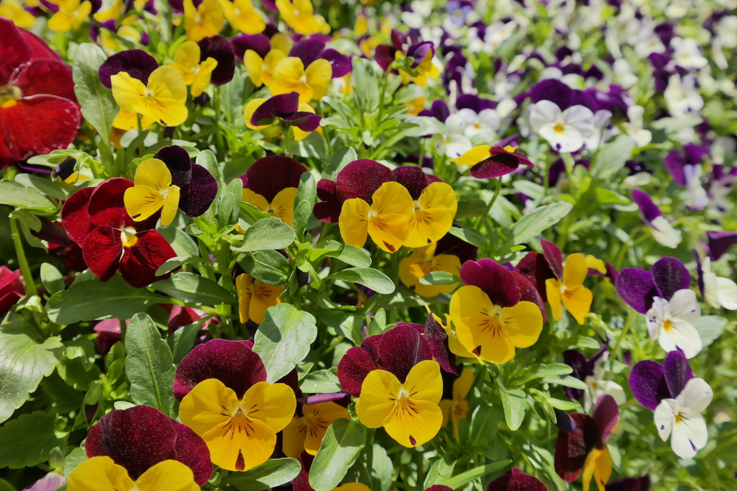 flowering plant, springtime, out of focus, flower fields, spring flowers, plant part, beauty, inflorescence, growth, no people, flowerbed, 2K, scenery, HD Wallpaper