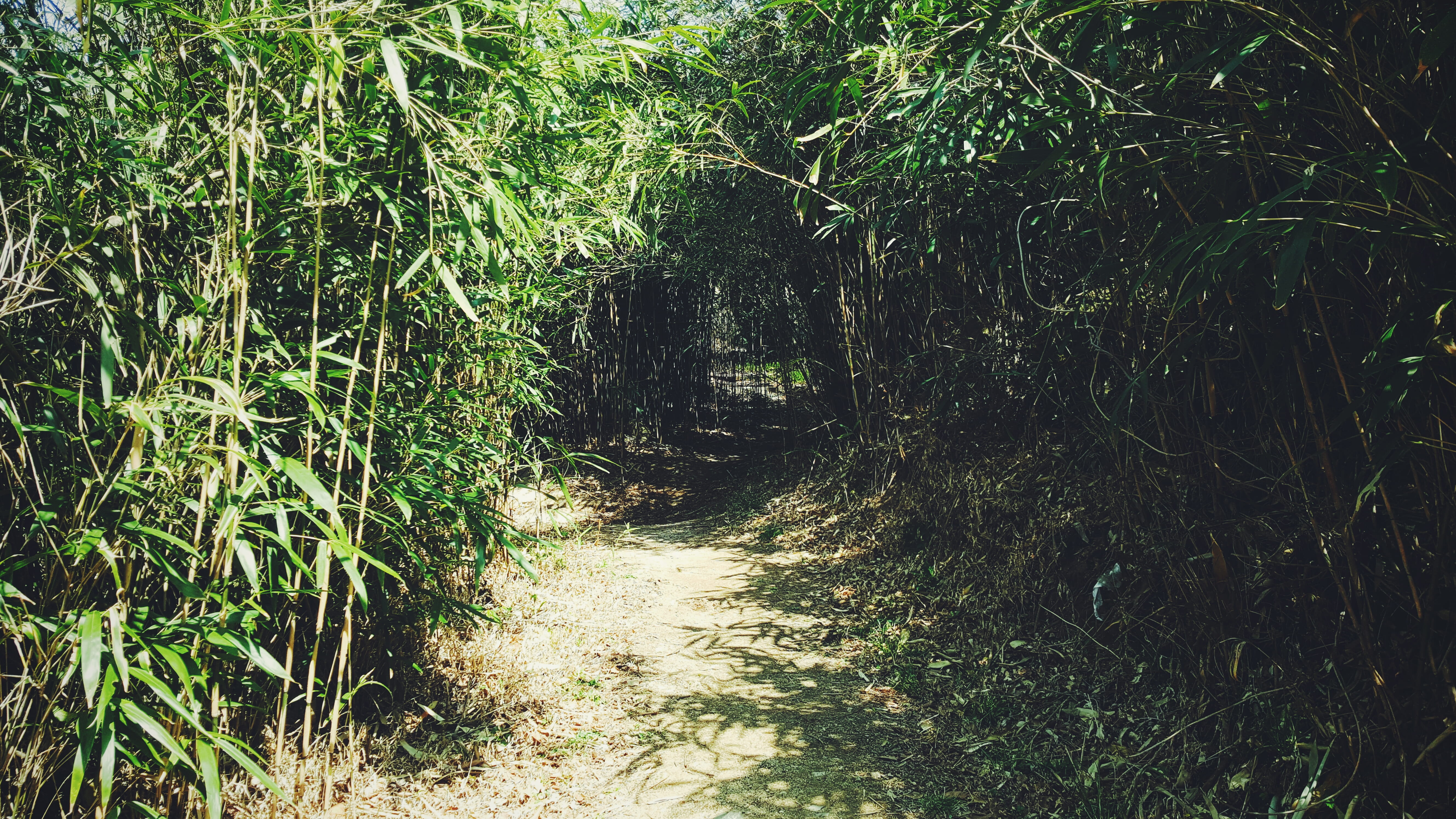 footpath, bamboo, nature, tree, no people, outdoors, tranquil scene, temple, bamboo - plant, gyeongju-si, day, way, landscape, south korea, dirt, plant, HD Wallpaper