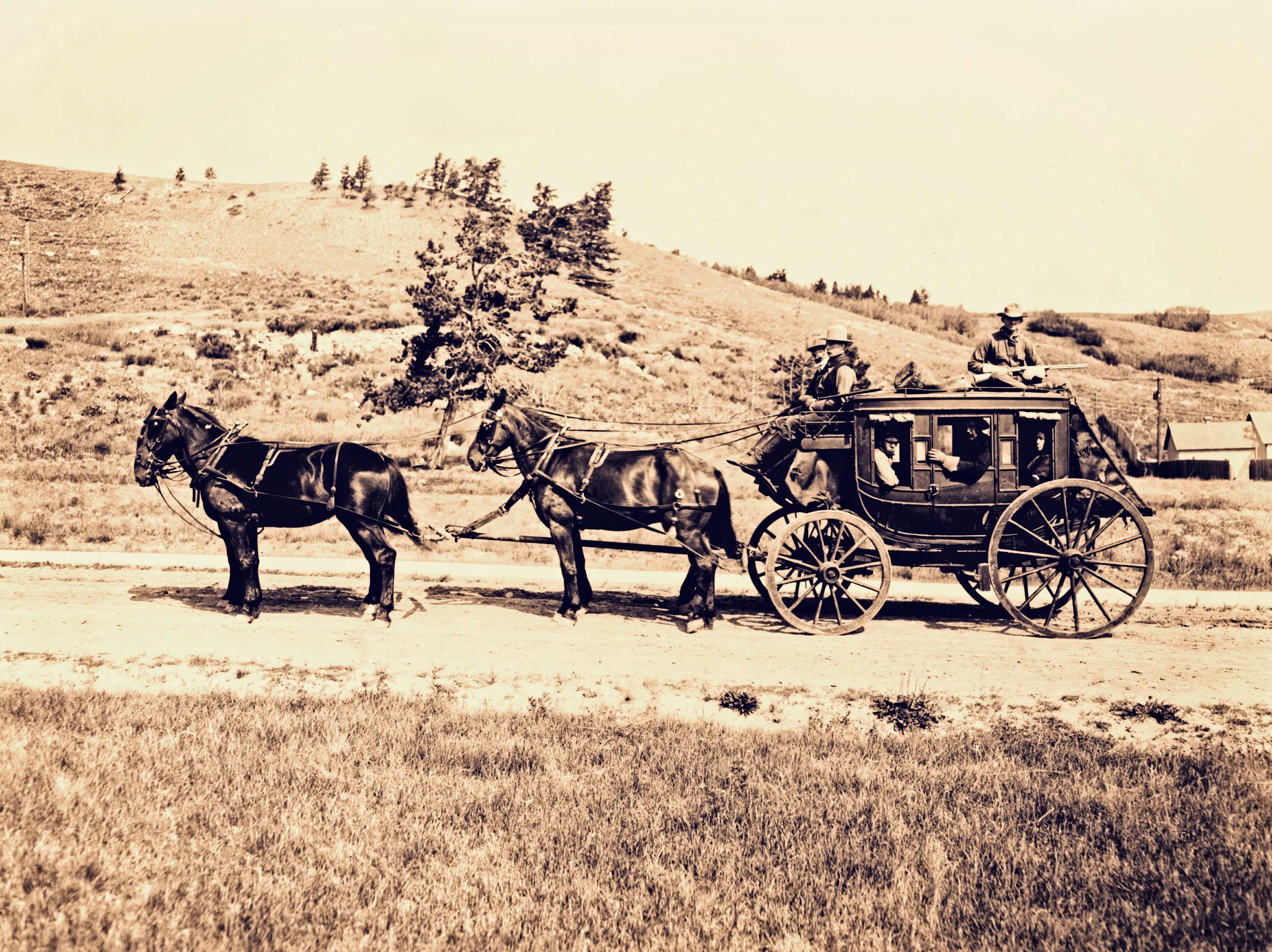 carriage, animal wildlife, vertebrate, animal themes, plant, mammal, transportation, antique, day, horses, vintage, brown, no people, horse cart, nature, HD Wallpaper