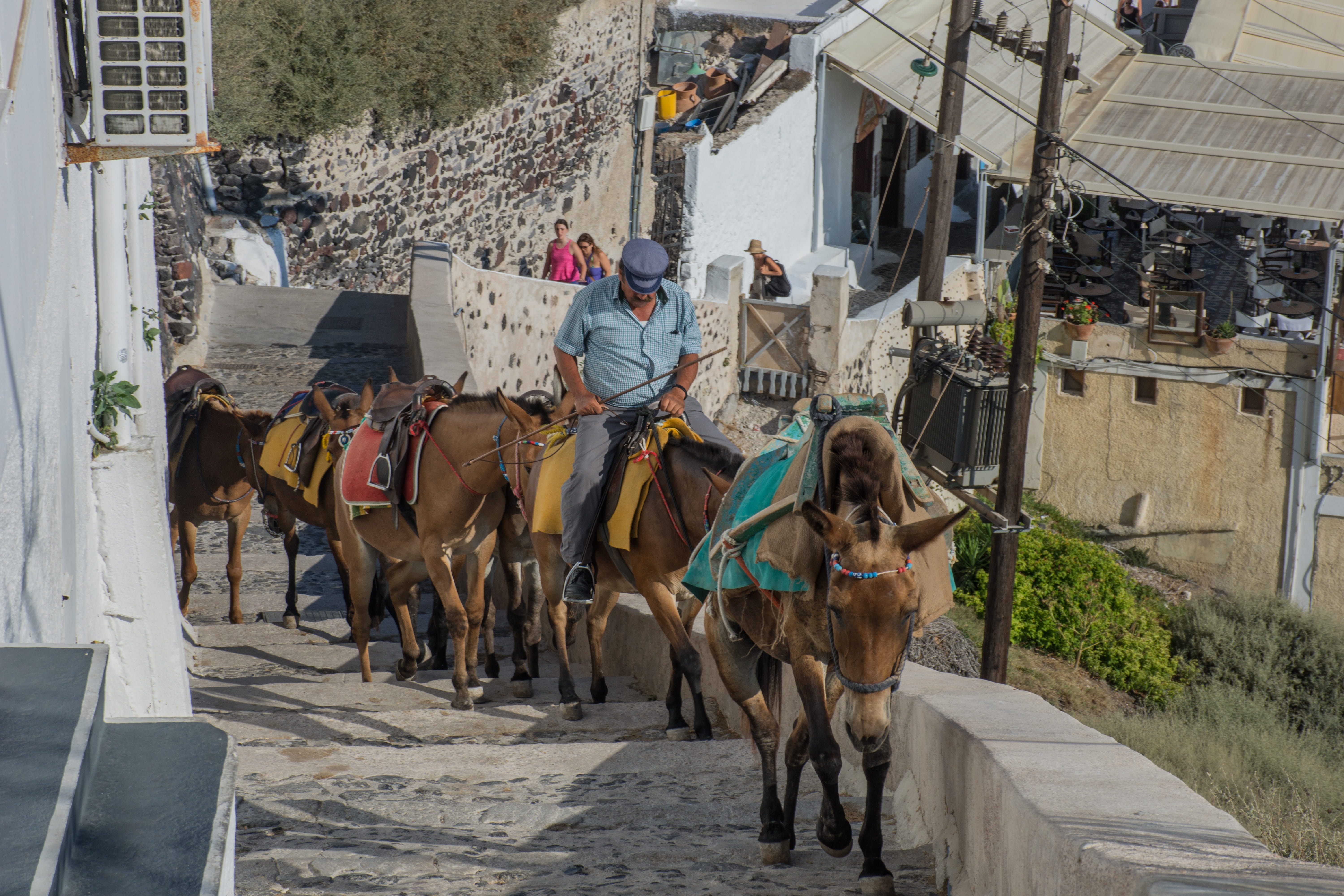 domestic, vertebrate, 5K, building, mammal, outdoors, animal, built structure, working animal, herbivorous, greek islands, thira, pets, building exterior, HD Wallpaper