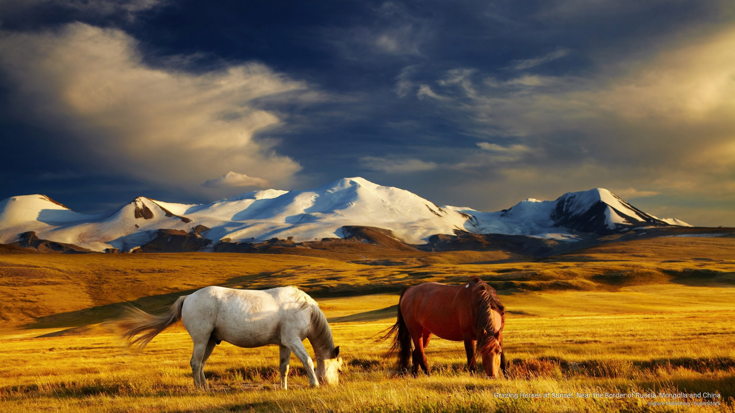 sunset, mongolia, Animals, 2K, russia, border, horses, near, grazing, china, HD Wallpaper