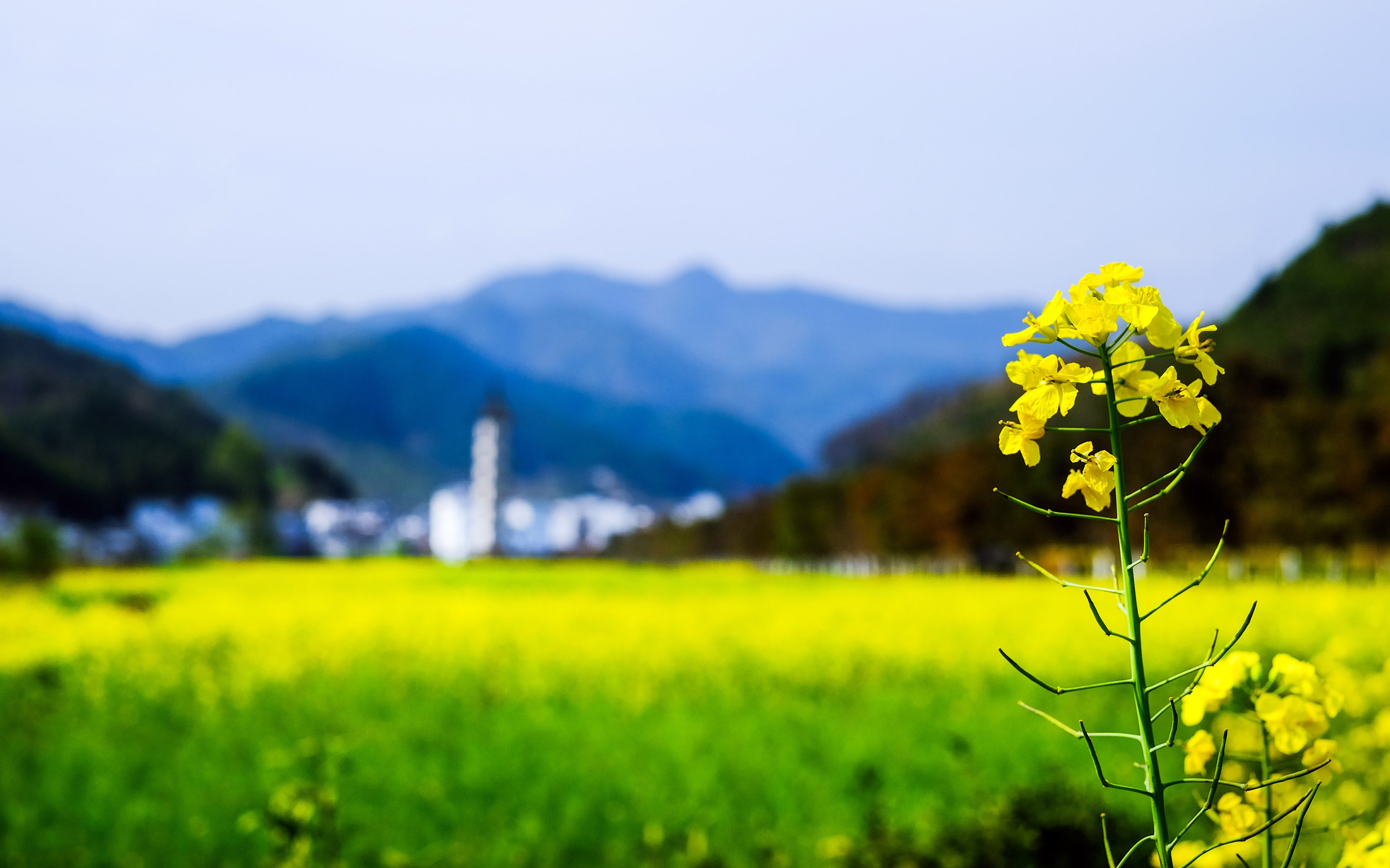 flowering plant, flower, china, oilseed rape, environment, mountain range, rape, fragility, growth, tranquil scene, 4K, mountain, photography, land, springtime, HD Wallpaper
