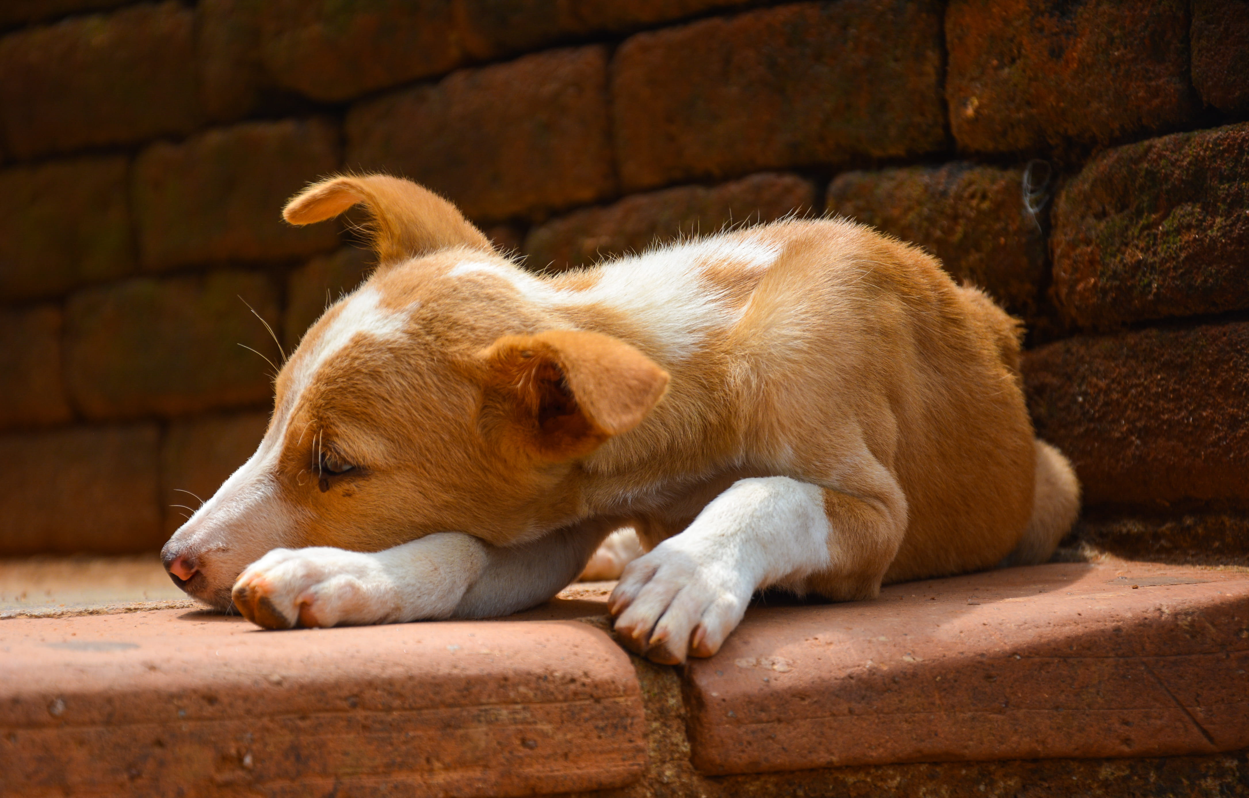 one animal, wall, day, brown, mammal, animal, sleeping, domestic animals, relaxation, lying down, sri lanka, 4K, looking, dog, sigiriya, resting, domestic, HD Wallpaper