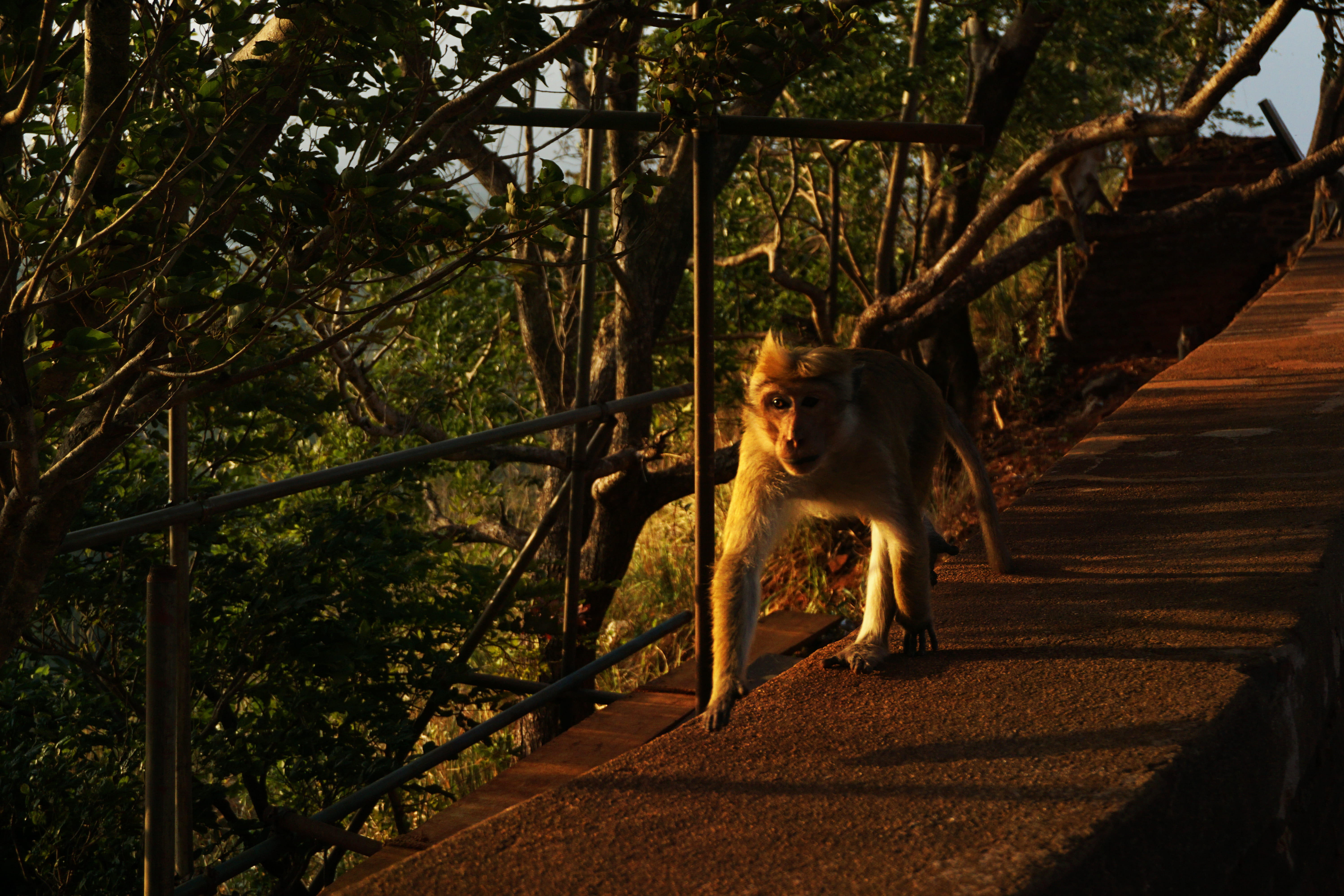 cat, architecture, animal wildlife, trees, sunset, monkey, sigiriya, domestic animals, one animal, no people, feline, sri lanka, sigiriya lion rock fortress, HD Wallpaper