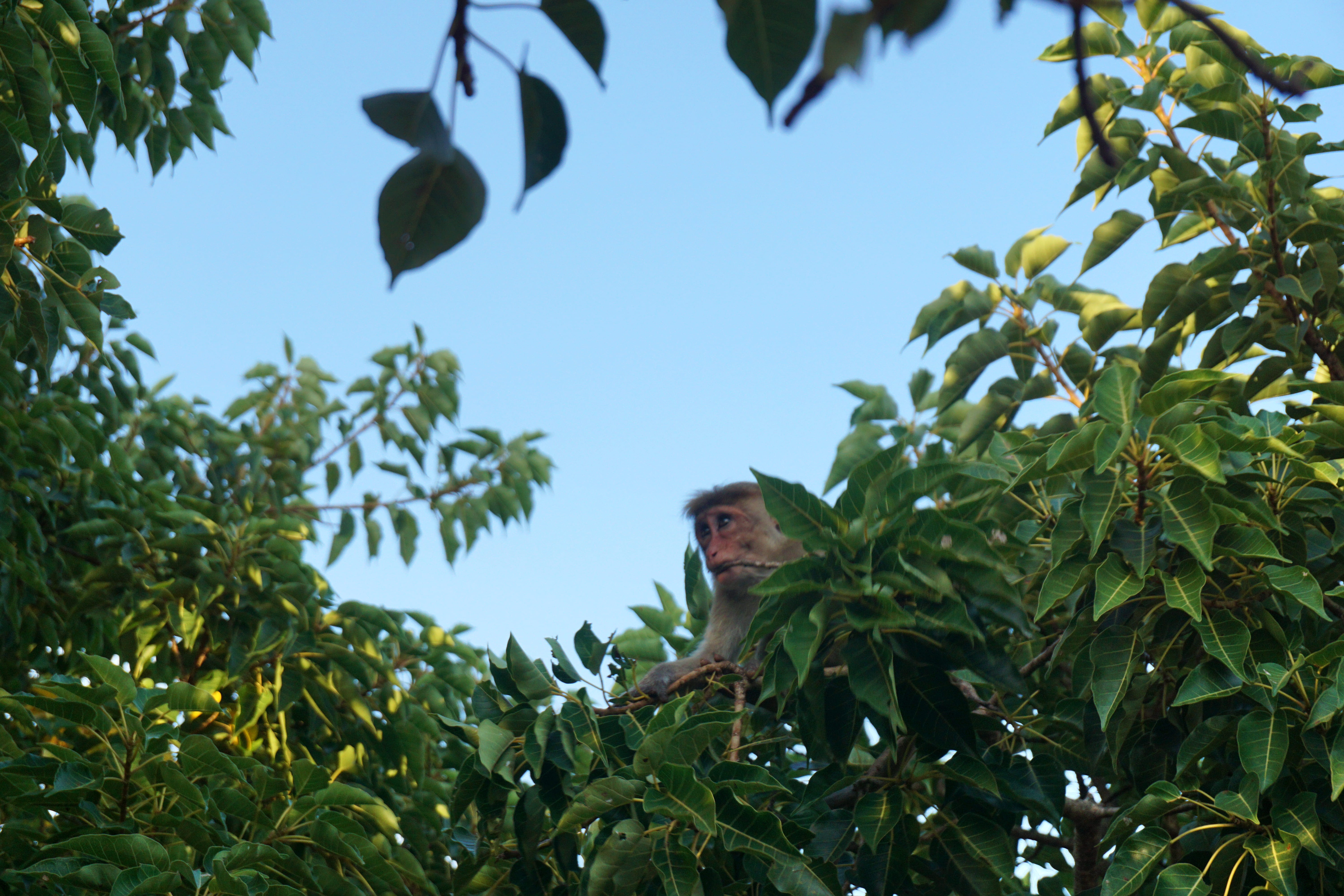 outdoors, sky, animal, leaf, animals in the wild, plant part, branch, low angle view, nature, day, sigiriya lion rock fortress, tree, animal wildlife, plant, HD Wallpaper