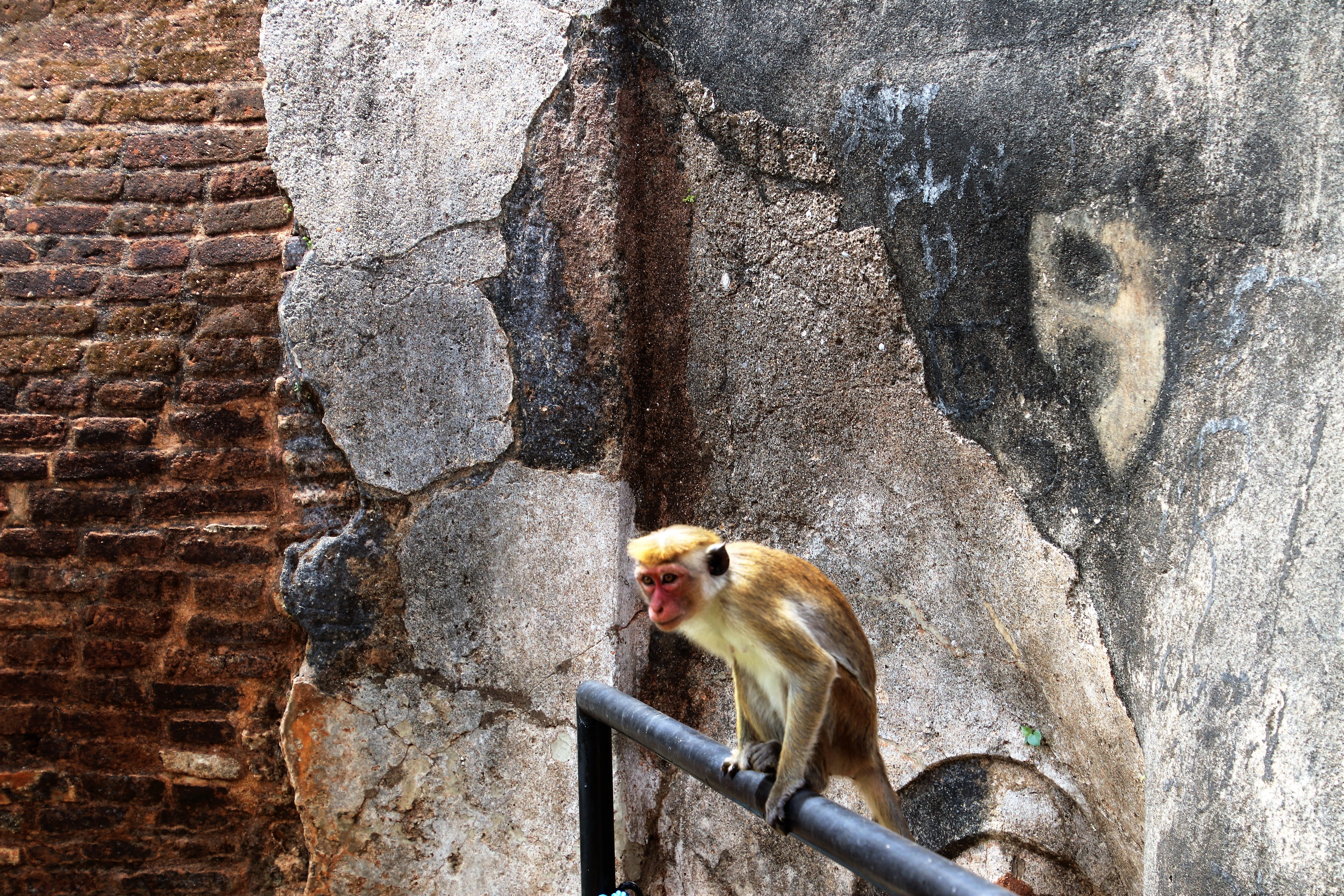 solid, 5K, antique, monkeys, vertebrate, tour, old, building, the ruins of the, animal, charming, mammal, brick wall, animals in the wild, history, mammals, HD Wallpaper