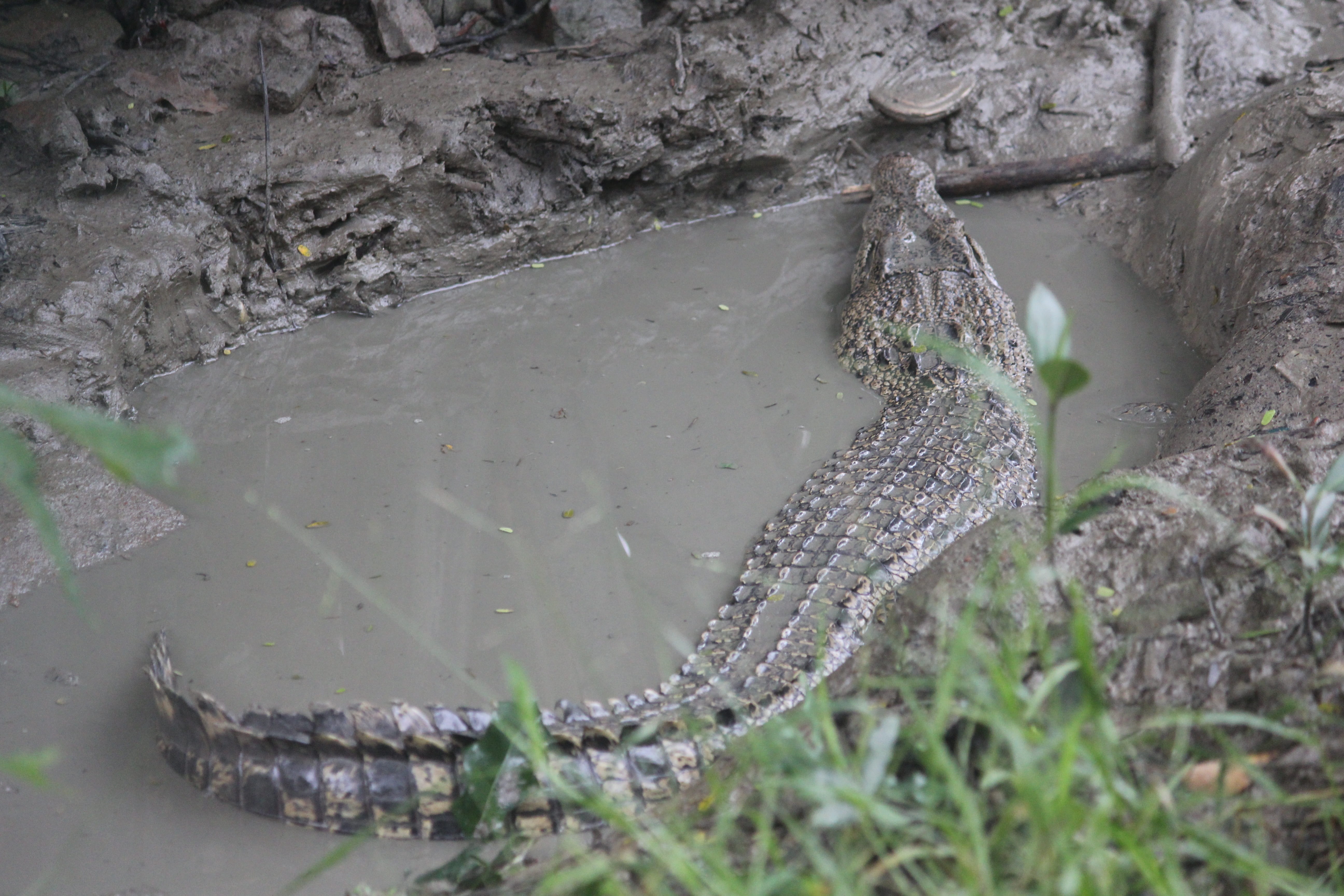 day, 5K, reptile, vertebrate, animal wildlife, high angle view, story tours, water, animal, solid, animal themes, no people, nature, kolkata, fish, lake, HD Wallpaper