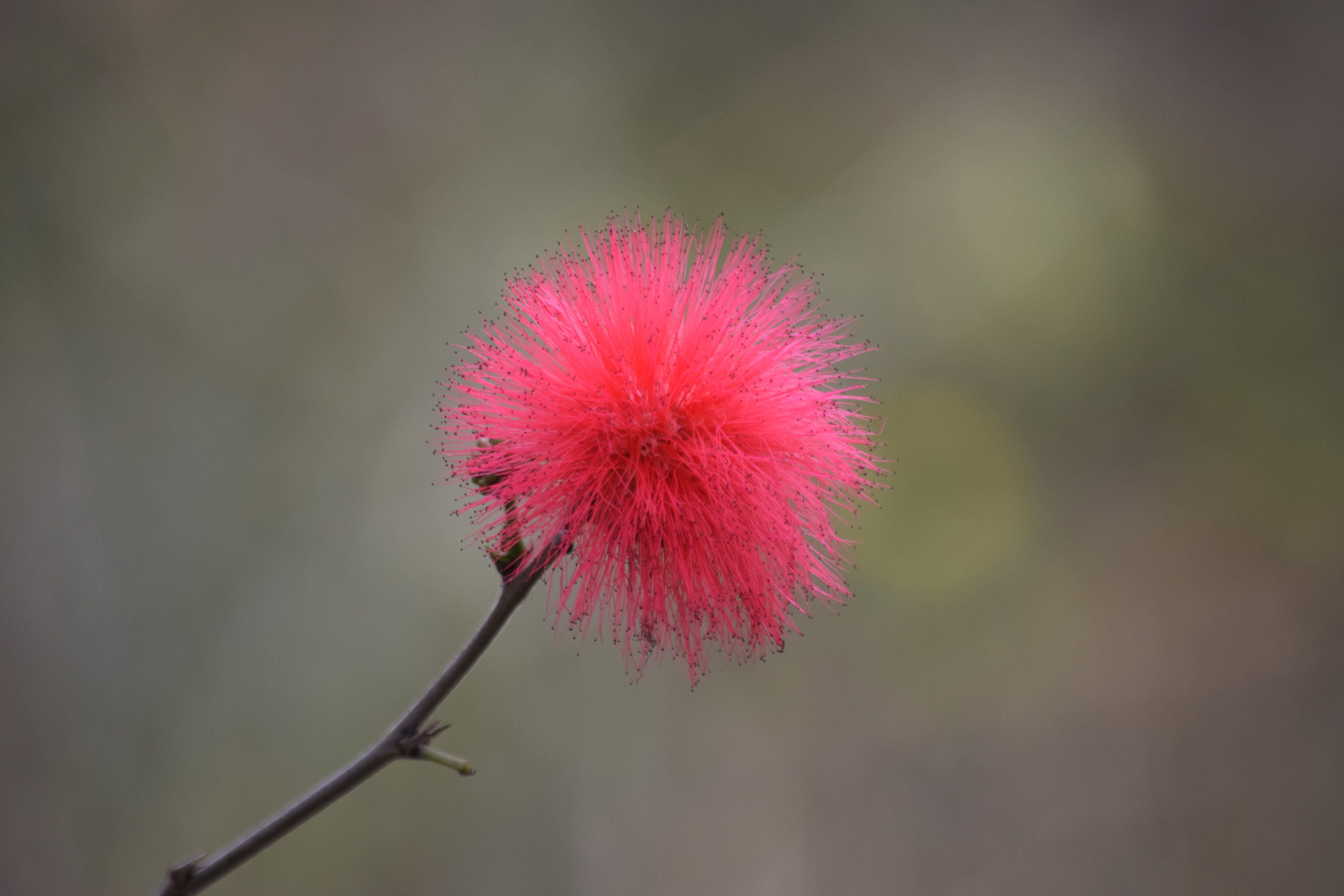 outdoors, inflorescence, dandelion seed, flowering plant, softness, plant stem, plant, fragility, growth, sepal, forrest, day, focus on foreground, vulnerability, HD Wallpaper