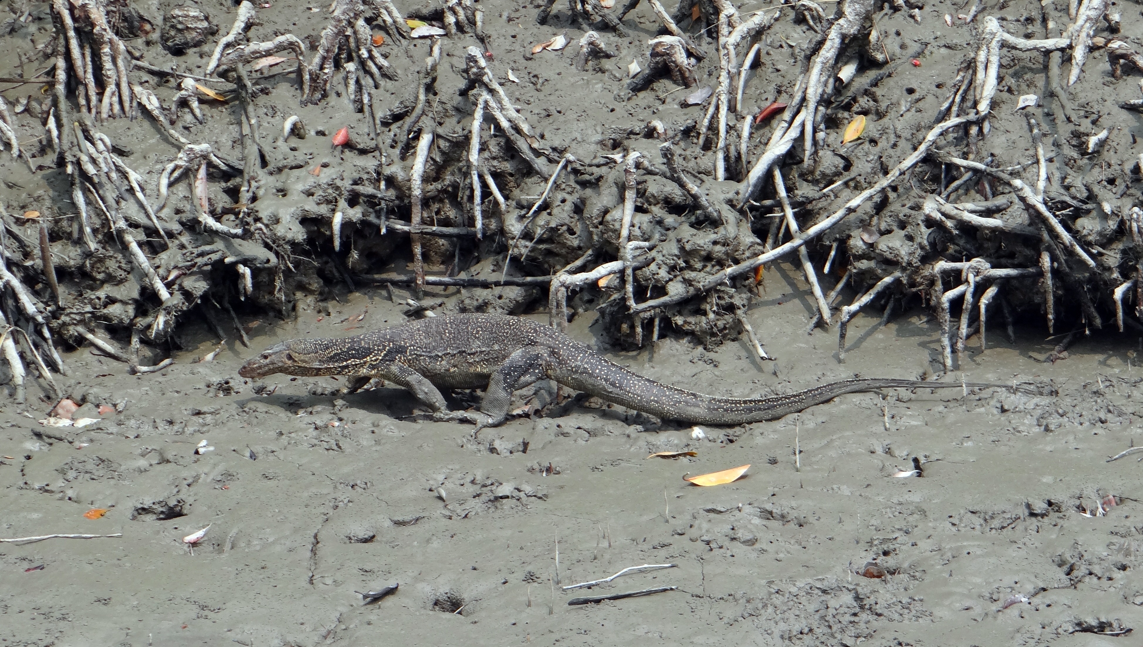 reptile, varanus salvator, field, crocodile, wild, lizard, one animal, sundarbans, heritage, communication, outdoors, no people, land, animal wildlife, HD Wallpaper