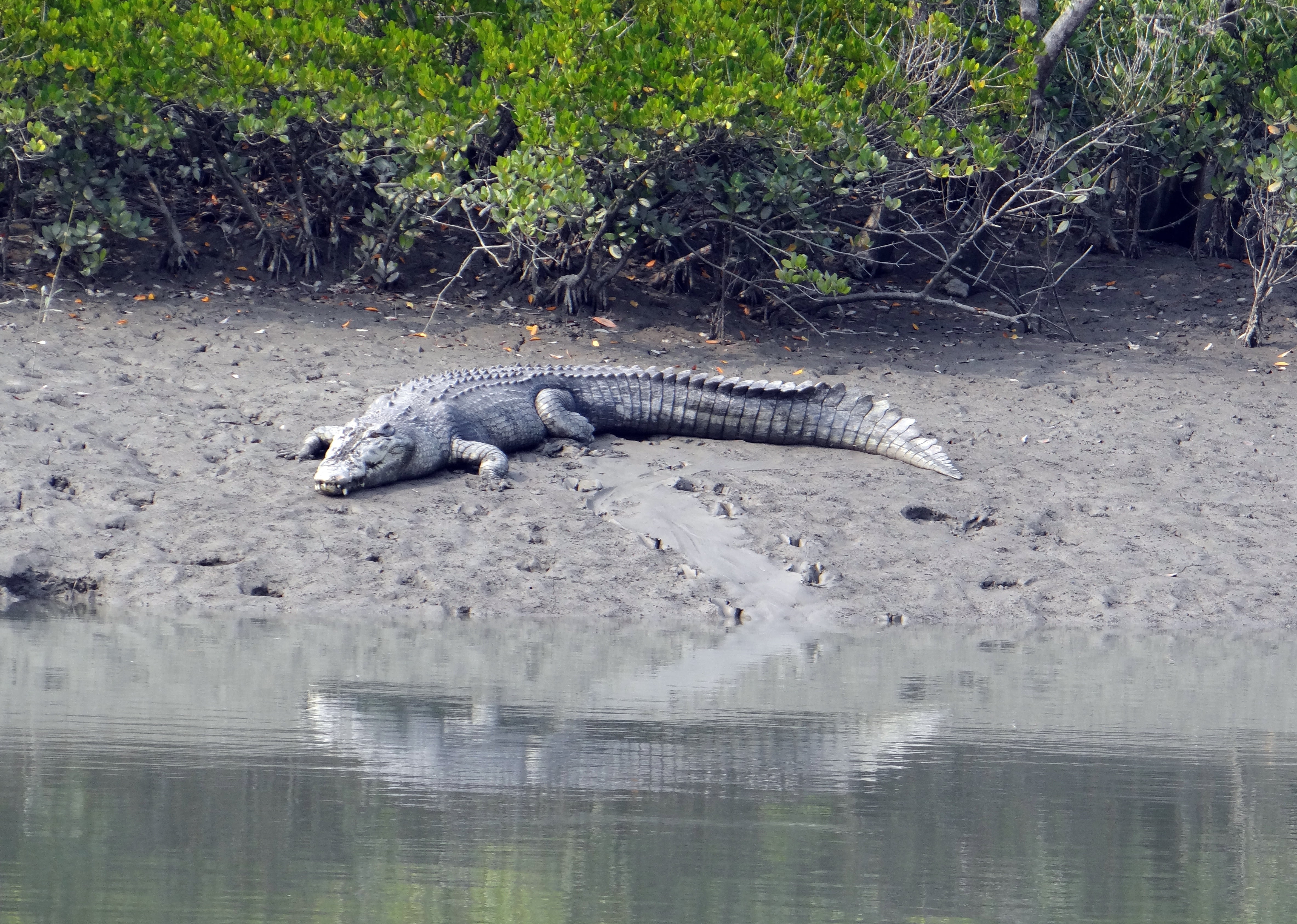 sea-going crocodile, marine, no people, india, river, animals in the wild, nature, crocodile, heritage, 4K, animal, indo-pacific crocodile, tree, animal themes, HD Wallpaper