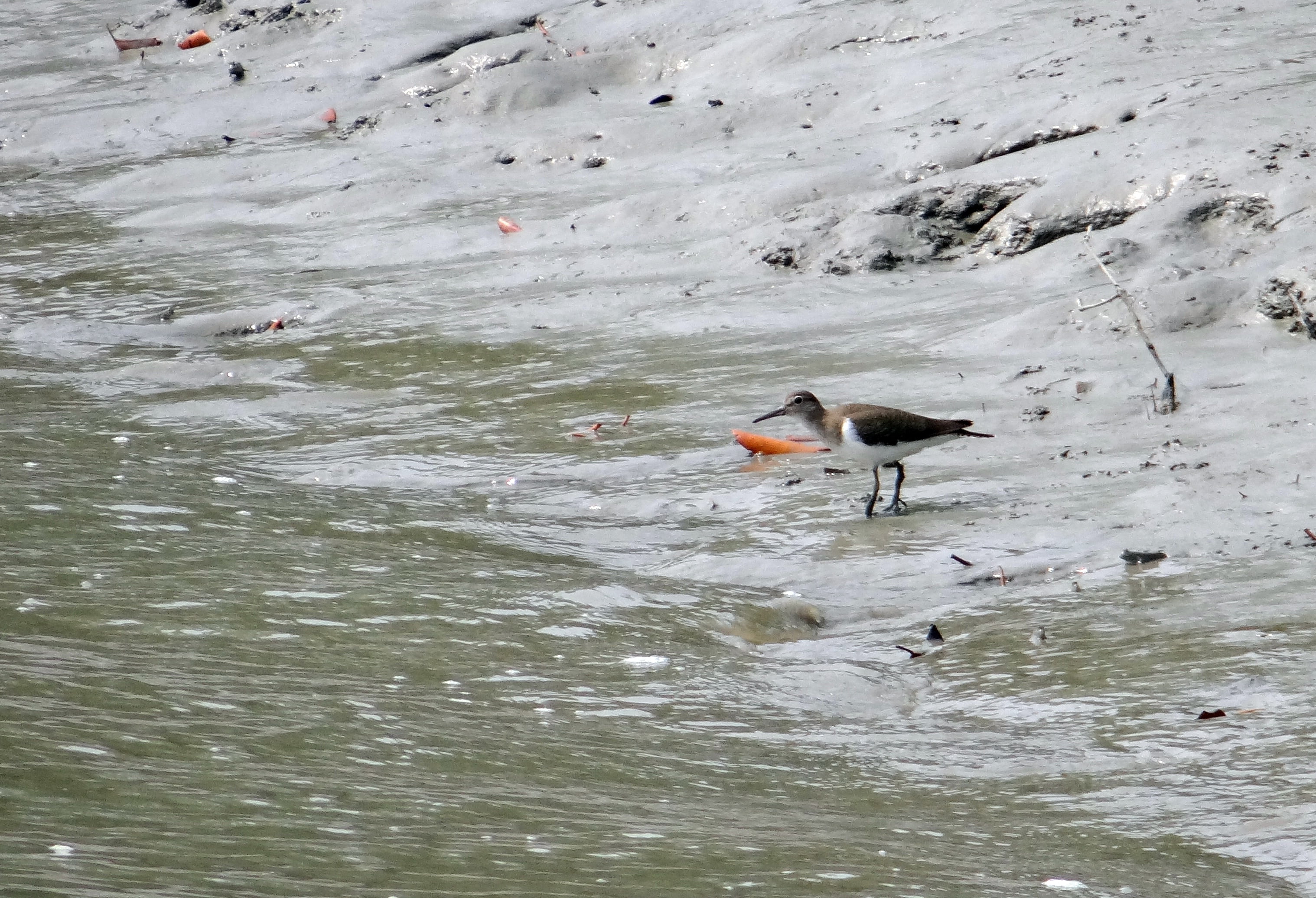 ramsar site, one animal, 2K, swimming, beauty in nature, actitis hypoleucos, vertebrate, day, animal themes, no people, national park, outdoors, wader, HD Wallpaper