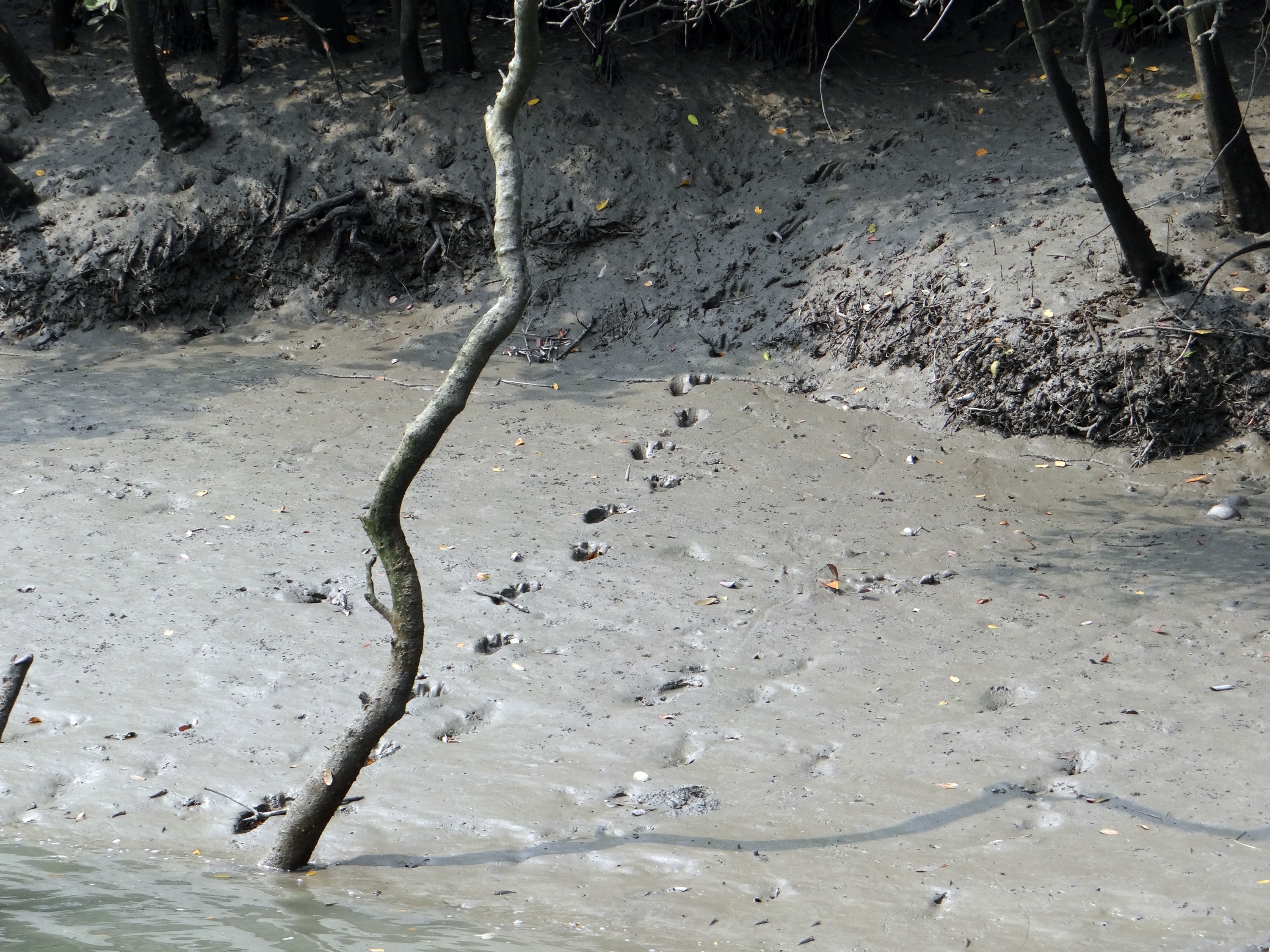 animal, 2K, trunk, sundarbans, bengal, land, animal themes, tiger, wet, unesco, tree, water, tree trunk, india, tranquility, day, no people, pug marks, HD Wallpaper