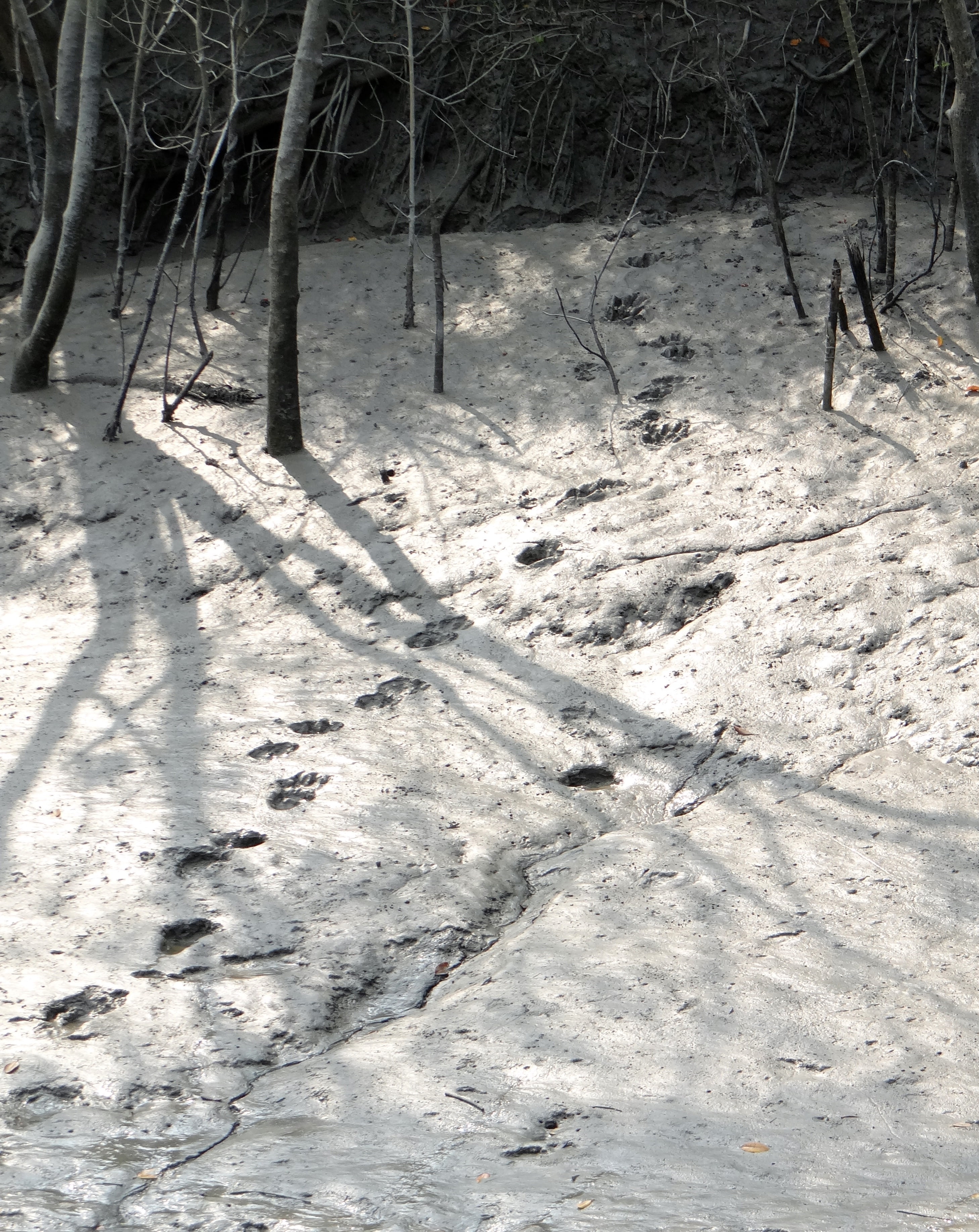 high angle view, land, unesco, field, day, tiger, india, covering, tree trunk, ramsar site, shadow, cold temperature, 2K, sundarbans, mangroves, pug marks, Phone HD Wallpaper