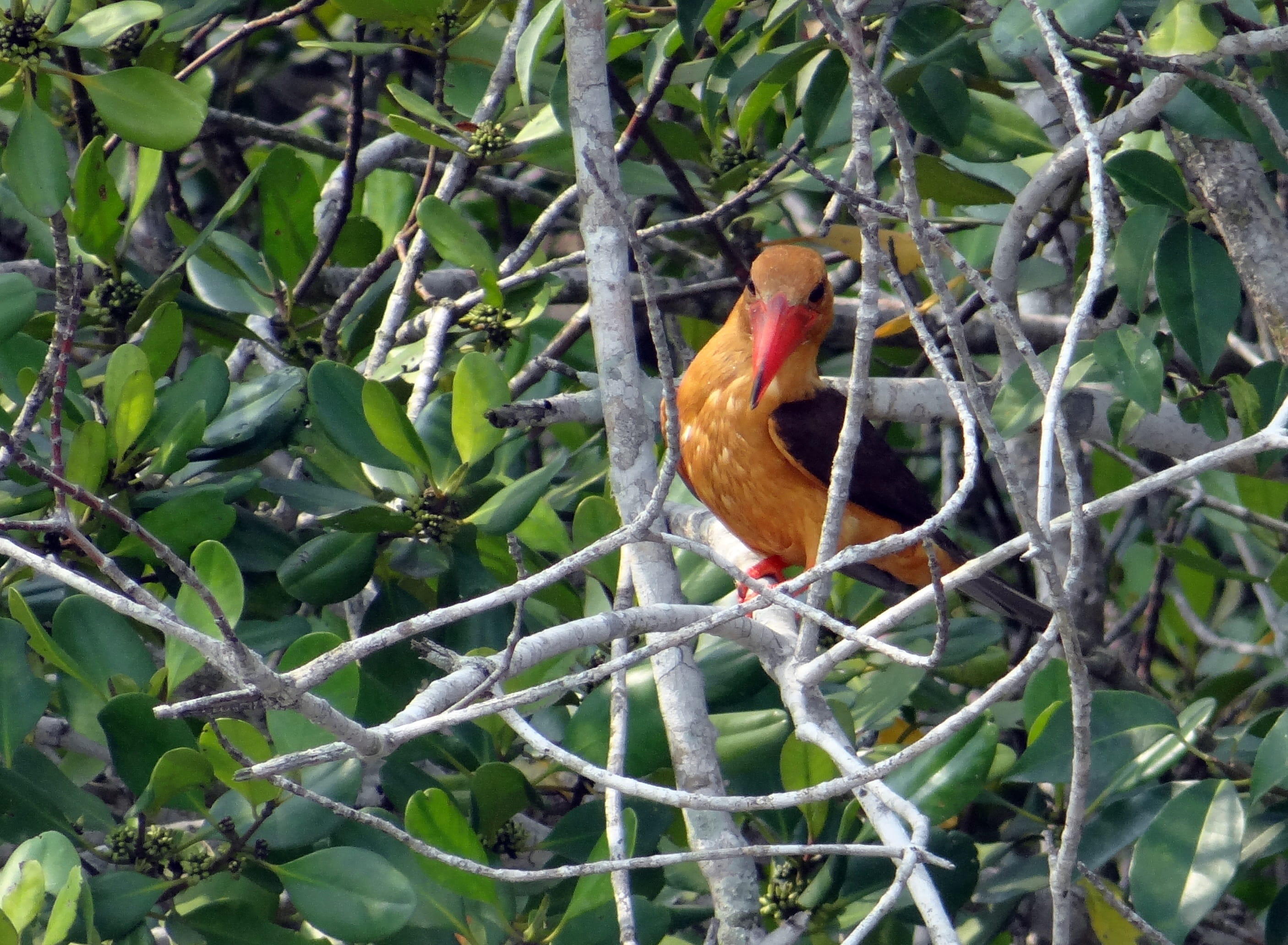 animals in the wild, plant, 2K, brown, fauna, Brown-Winged Kingfisher, animal themes, pelargopsis amauroptera, vertebrate, branch, aves, winged, wildlife, HD Wallpaper