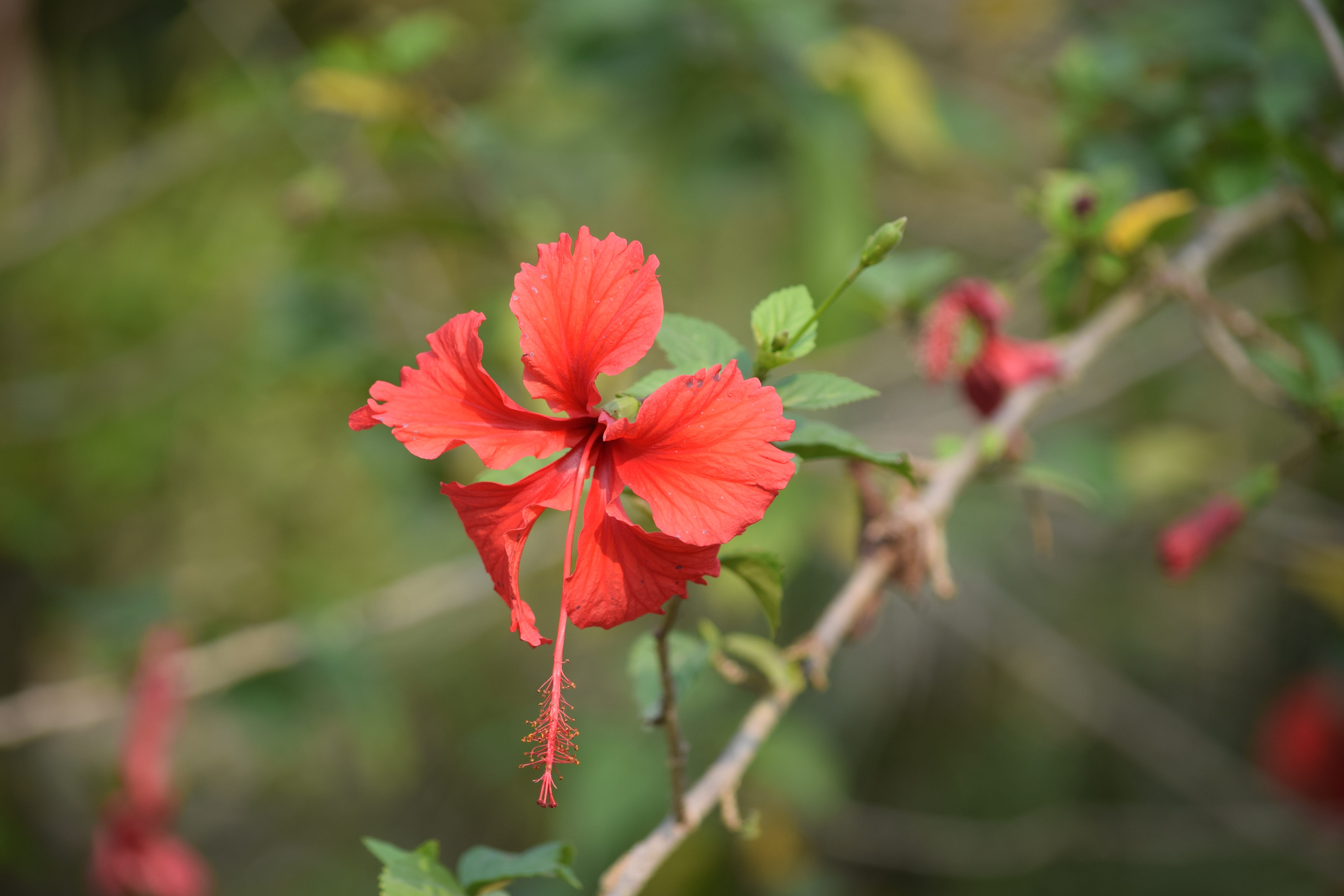 flower, plant, growth, selective focus, nature, beauty in nature, day, outdoors, sundarban, flowering plant, inflorescence, 5K, vulnerability, hibiscus, HD Wallpaper