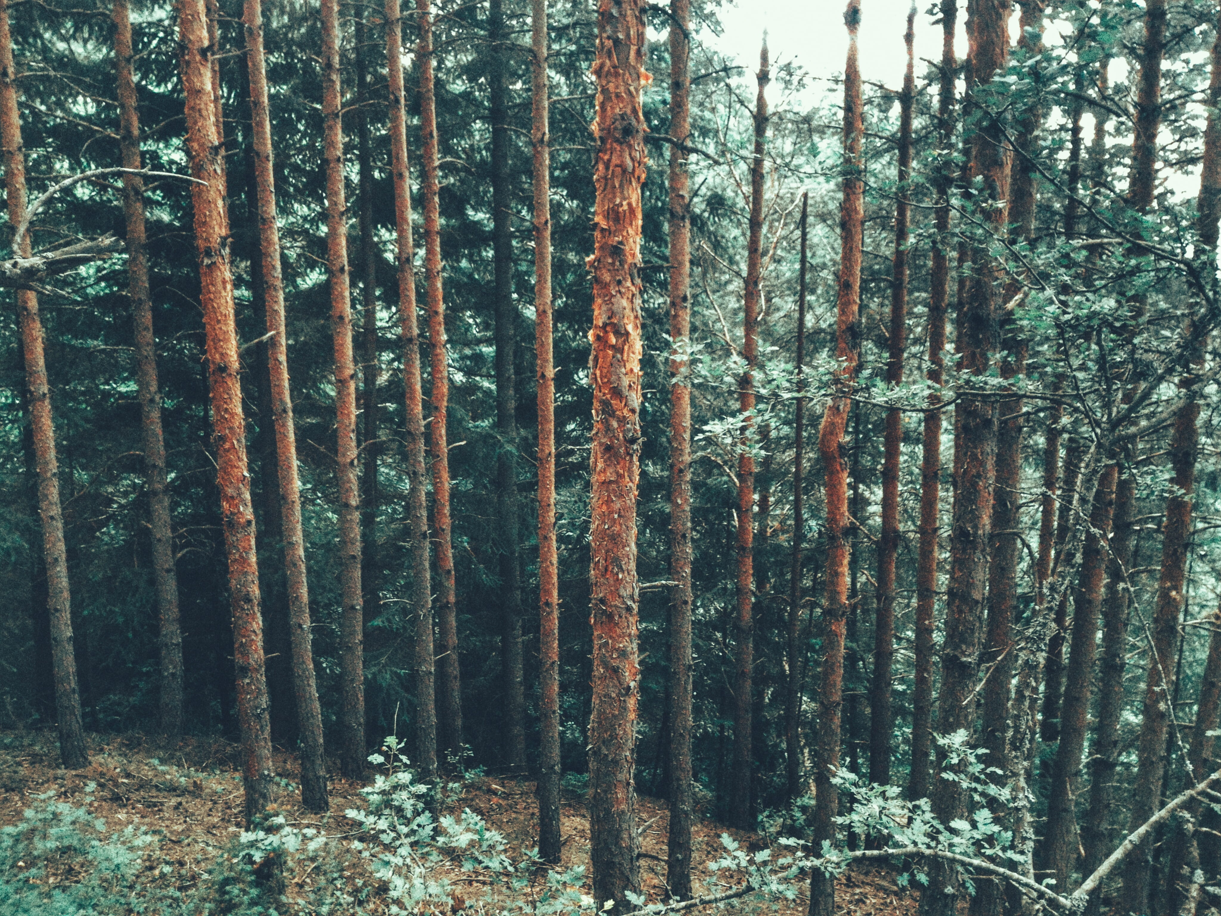 remote, bamboo - plant, bamboo, bansko, land, trunk, forest, beauty in nature, no people, trees, nature, non-urban scene, outdoors, evergreen tree, scenics - nature, HD Wallpaper