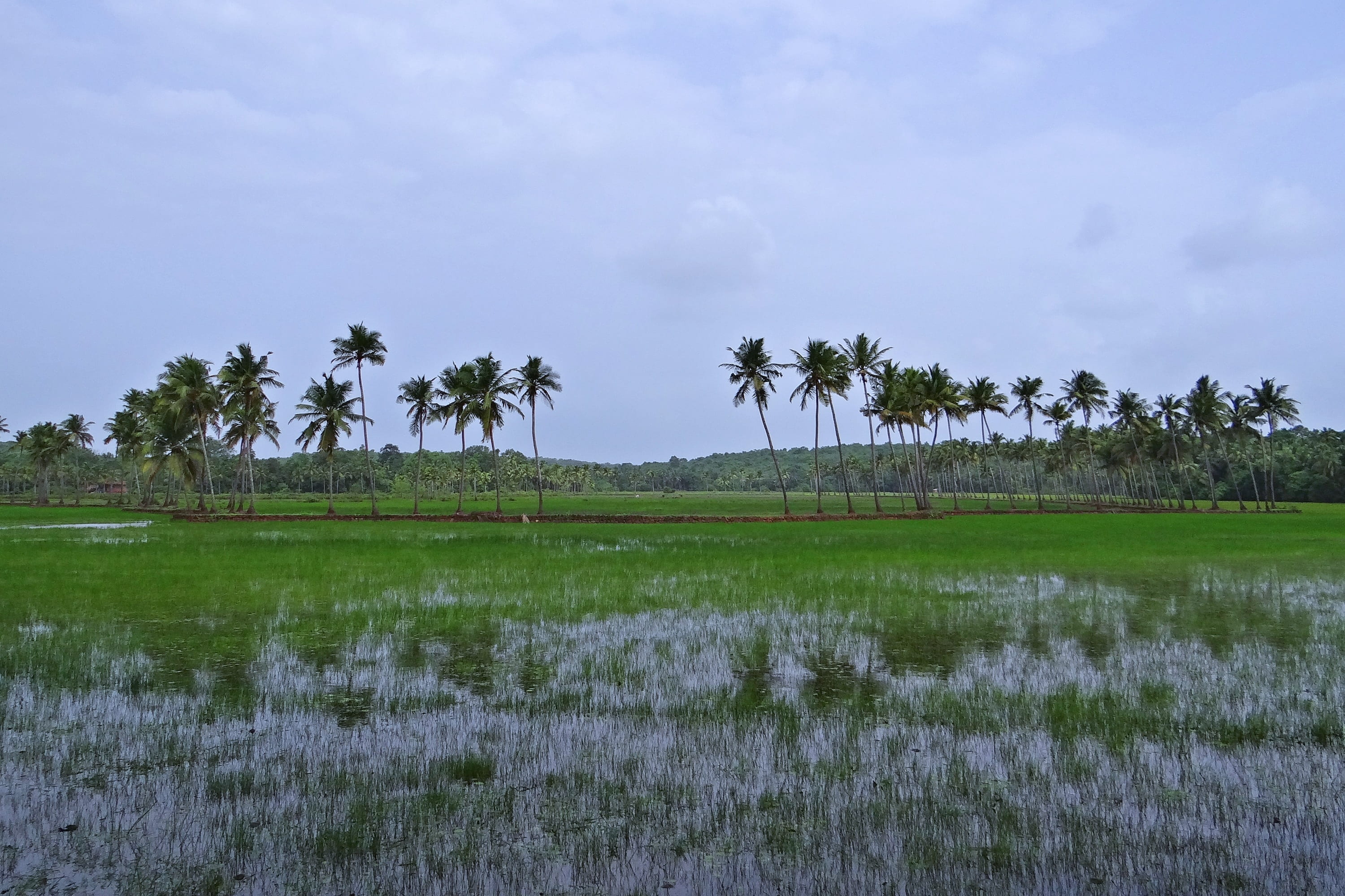 scenics - nature, no people, beauty in nature, growth, india, cloud - sky, non-urban scene, nature, field, water, tree, goa, outdoors, green color, rural scene, HD Wallpaper
