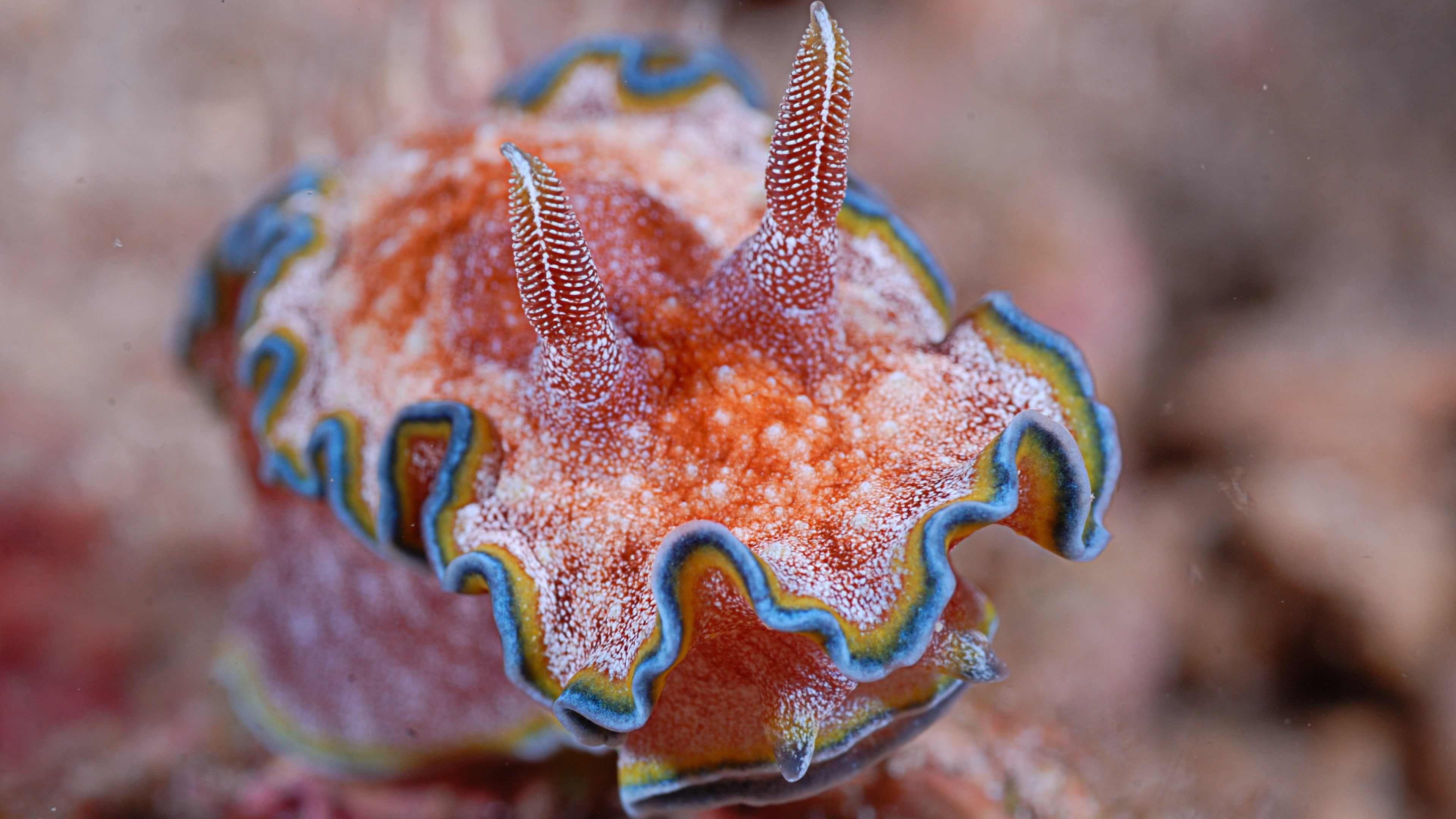 orange, Worlds best diving sites, Panglao, Nudibranch, seashell, 4K, blue, Alona beach, beige, tourism, Deep sea corals, marine life, sea, diving, Coral, HD Wallpaper