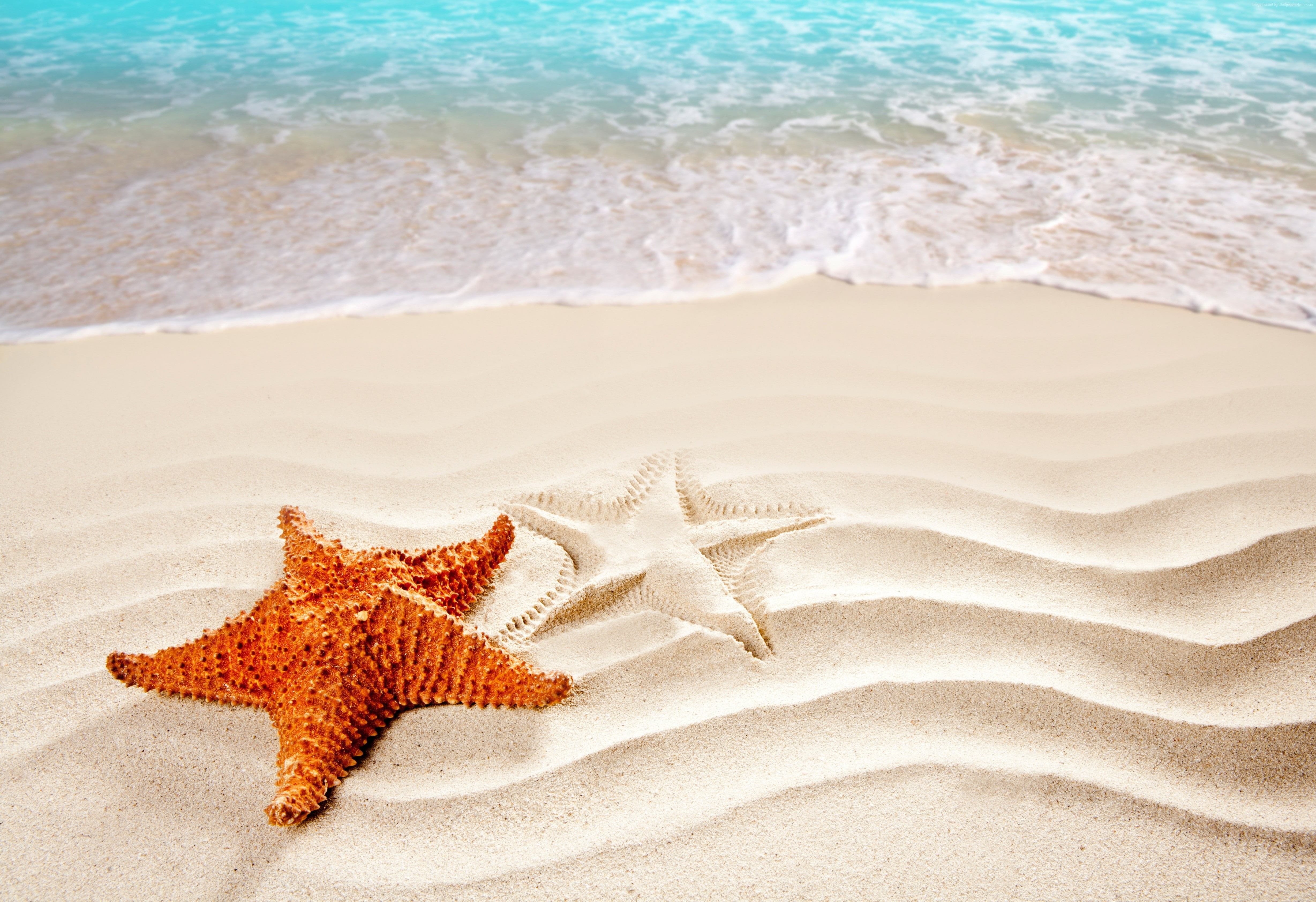 ocean, Best Beaches in the World, sea, 4K, starfish, 4k pics, shore, HD Wallpaper