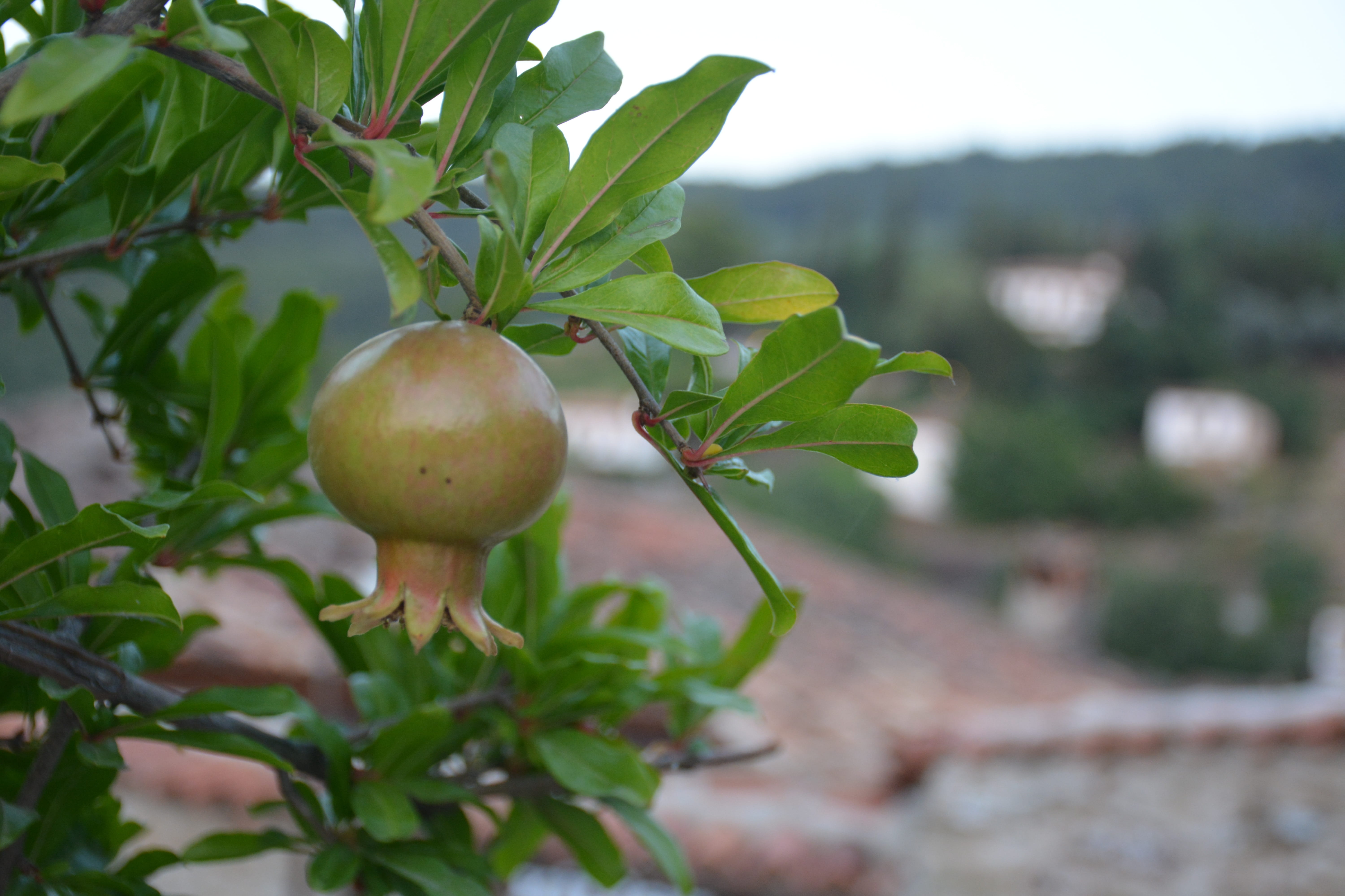food, plant, fruit, vegetable, grow, leaf, day, tree, growth, plant part, wellbeing, pomegranate, no people, green color, food and drink, nature, outdoors, HD Wallpaper