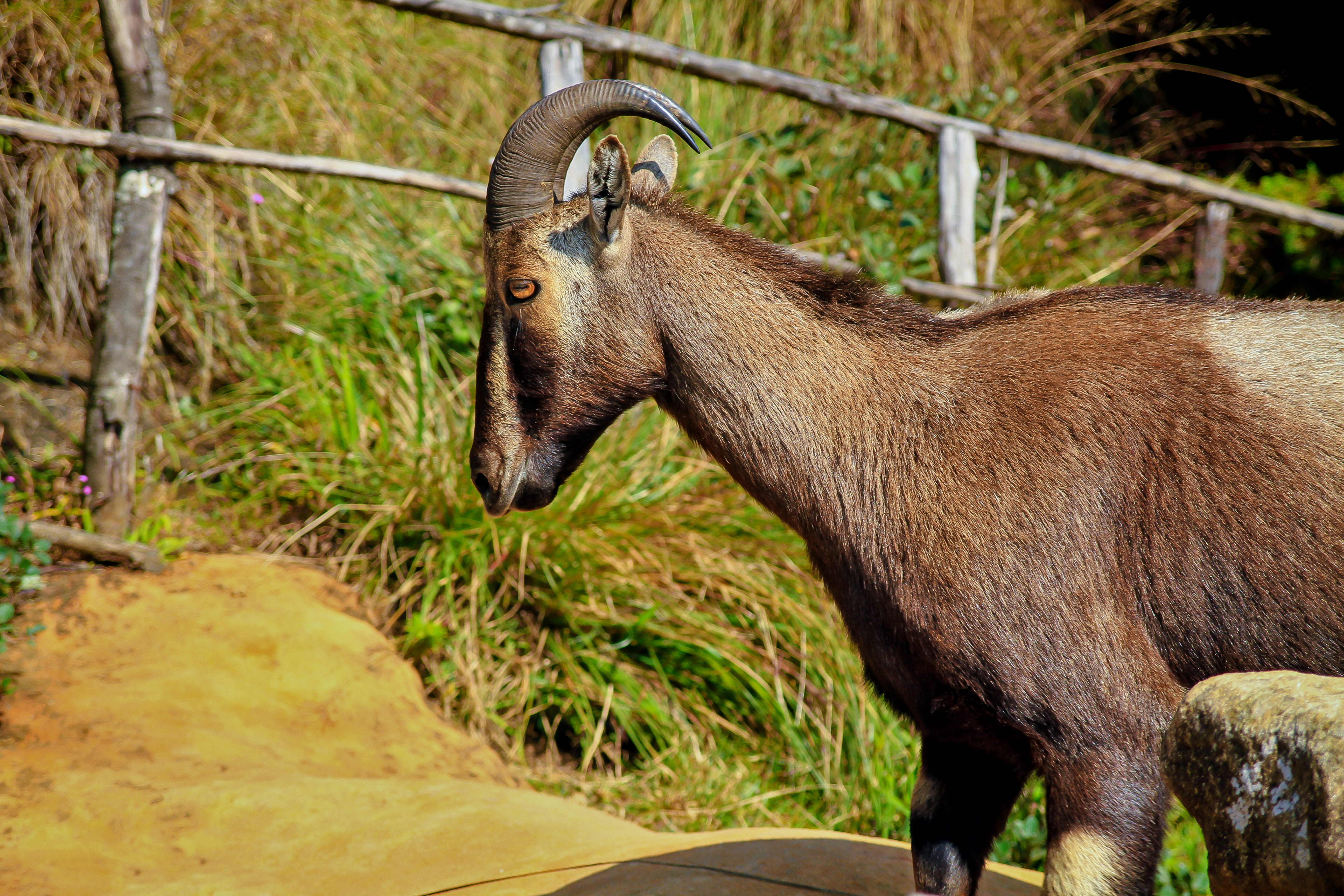 tourism, vertebrate, goat, animal, endangered, animal themes, nature, animal wildlife, no people, focus on foreground, adventure, outdoors, brown, field, HD Wallpaper