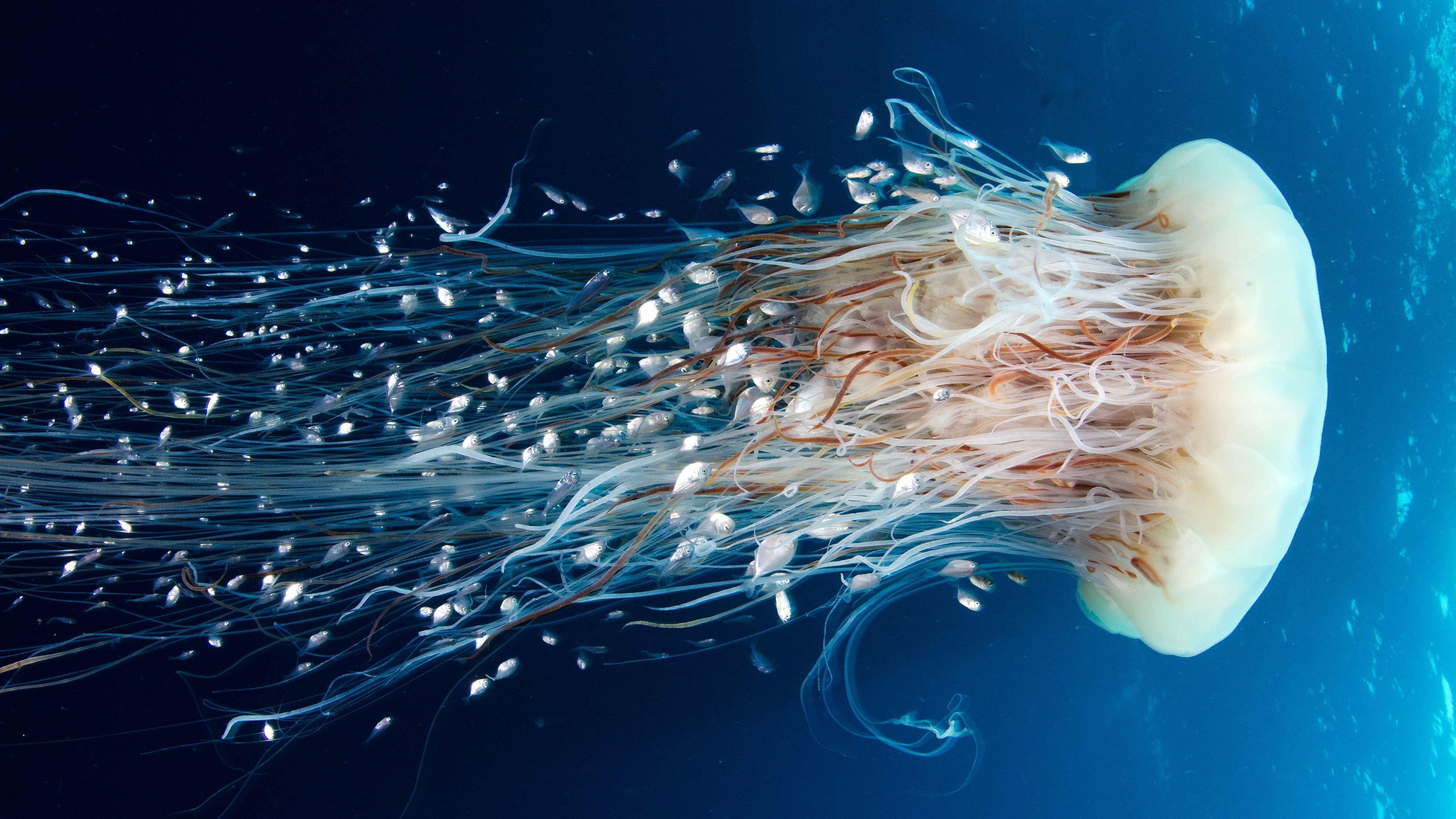 Pacific Ocean, 5K, Rangiroa, HD, 5k, tourism, diving, 4k, Jellyfish, 8k, HD Wallpaper