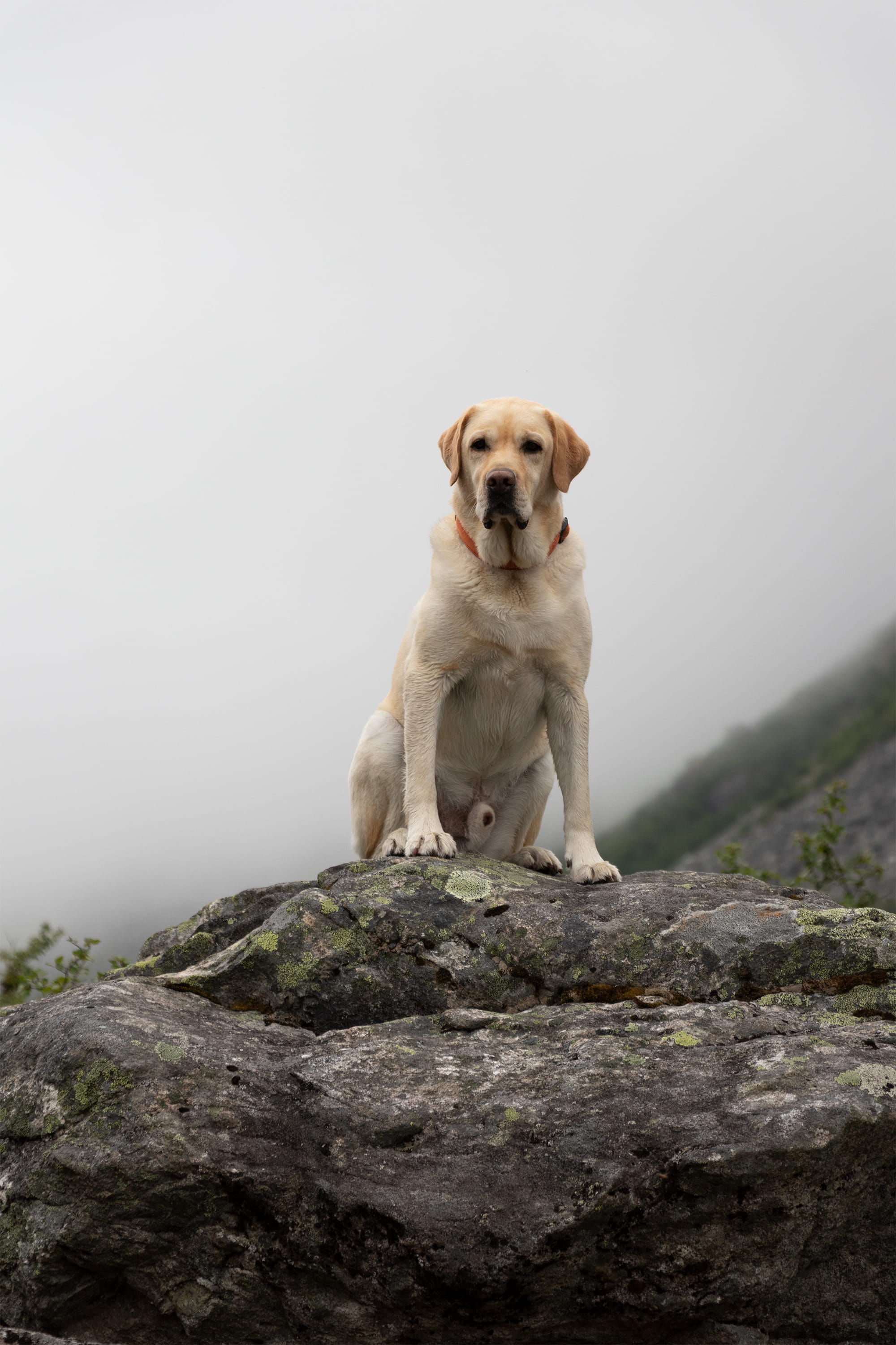 rock - object, dog, rock, mammal, pug, sat, walk, canine, no people, domestic, norway, åndalsnes, fog, labrador, pet, pets, blonde, trollstigen, sitting, Phone HD Wallpaper