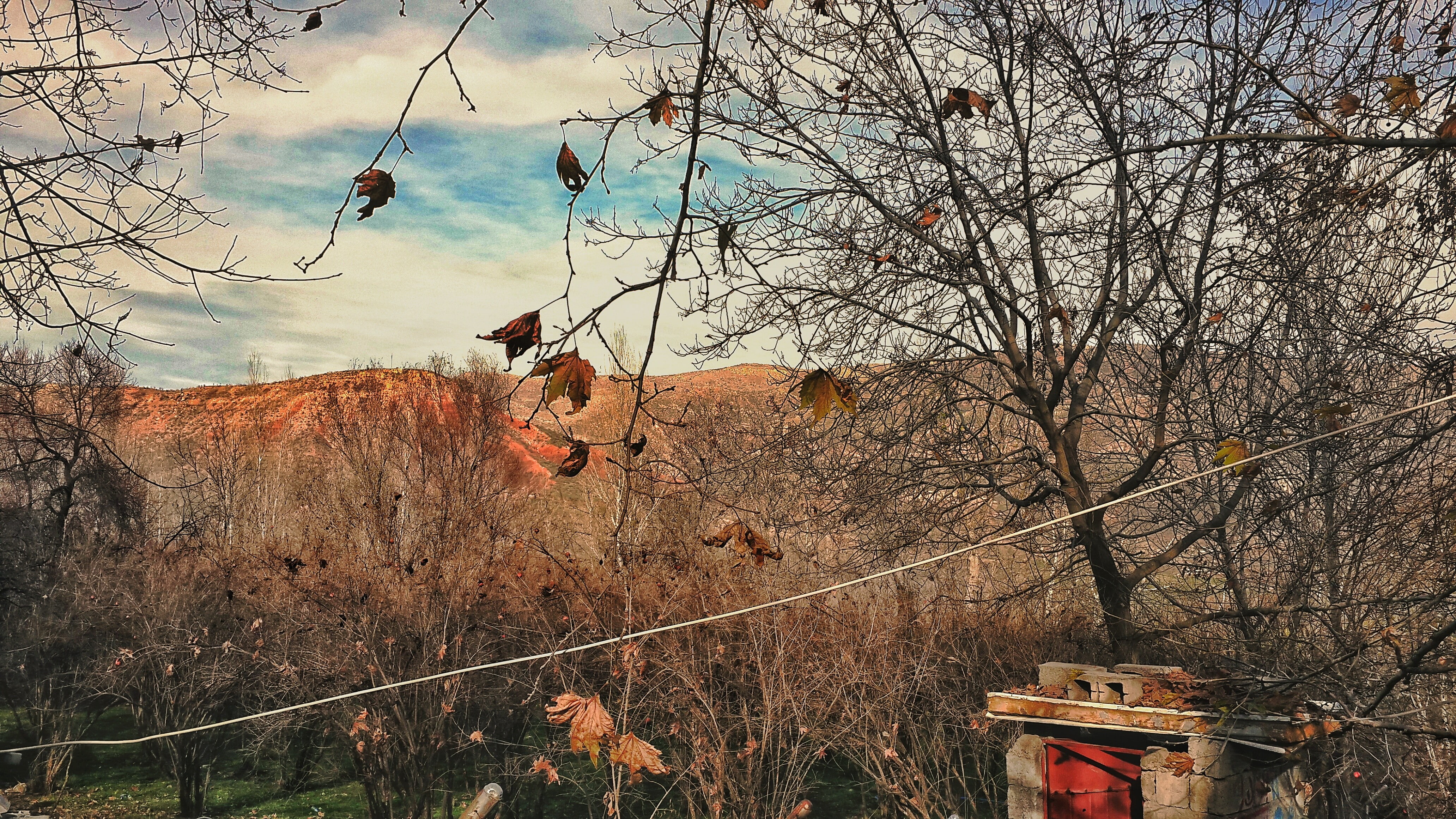 kurdistan, leaves, nature, trees, 4K, HD Wallpaper