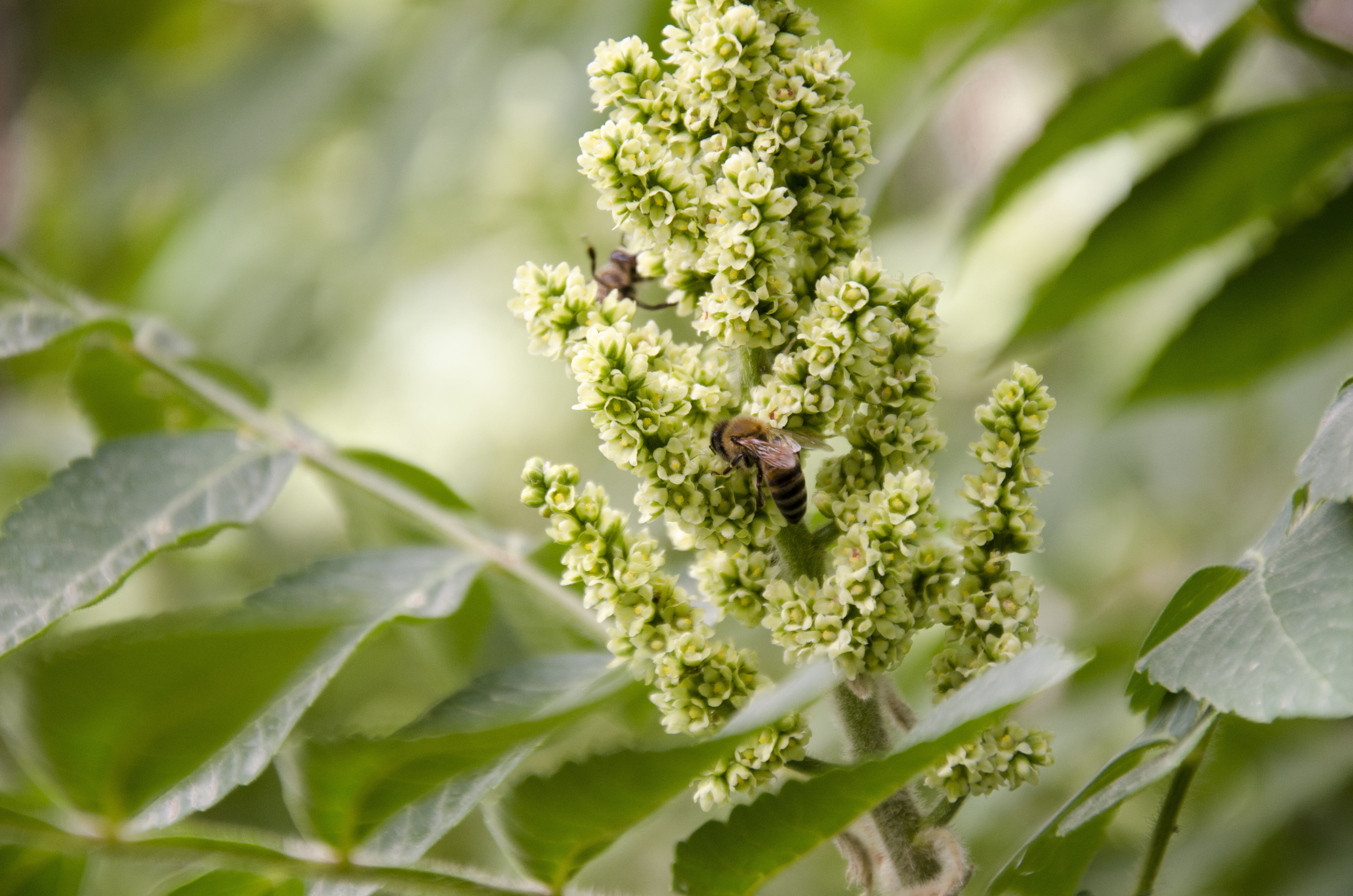 no people, one animal, sour flower, nature, food, leaves, bee, insect, plant part, day, agriculture, animal wildlife, leaf, iraq, animal themes, flowering plant, HD Wallpaper