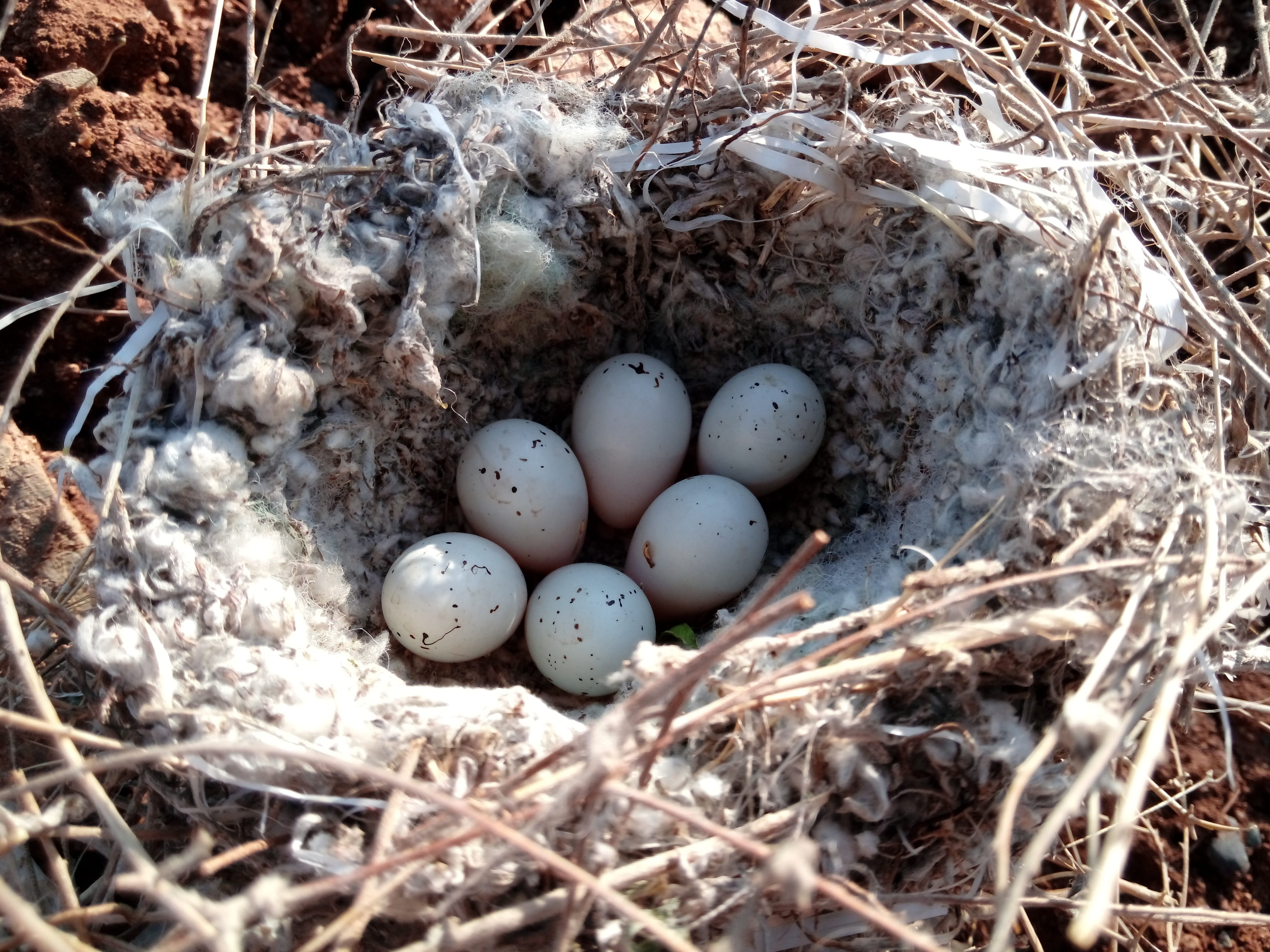 Song Bird, easter, animal, day, Egg, easter egg, 4K, fragility, Kurdistan, Iraq, close-up, high angle view, plant, bird, stick - plant part, beginnings, HD Wallpaper