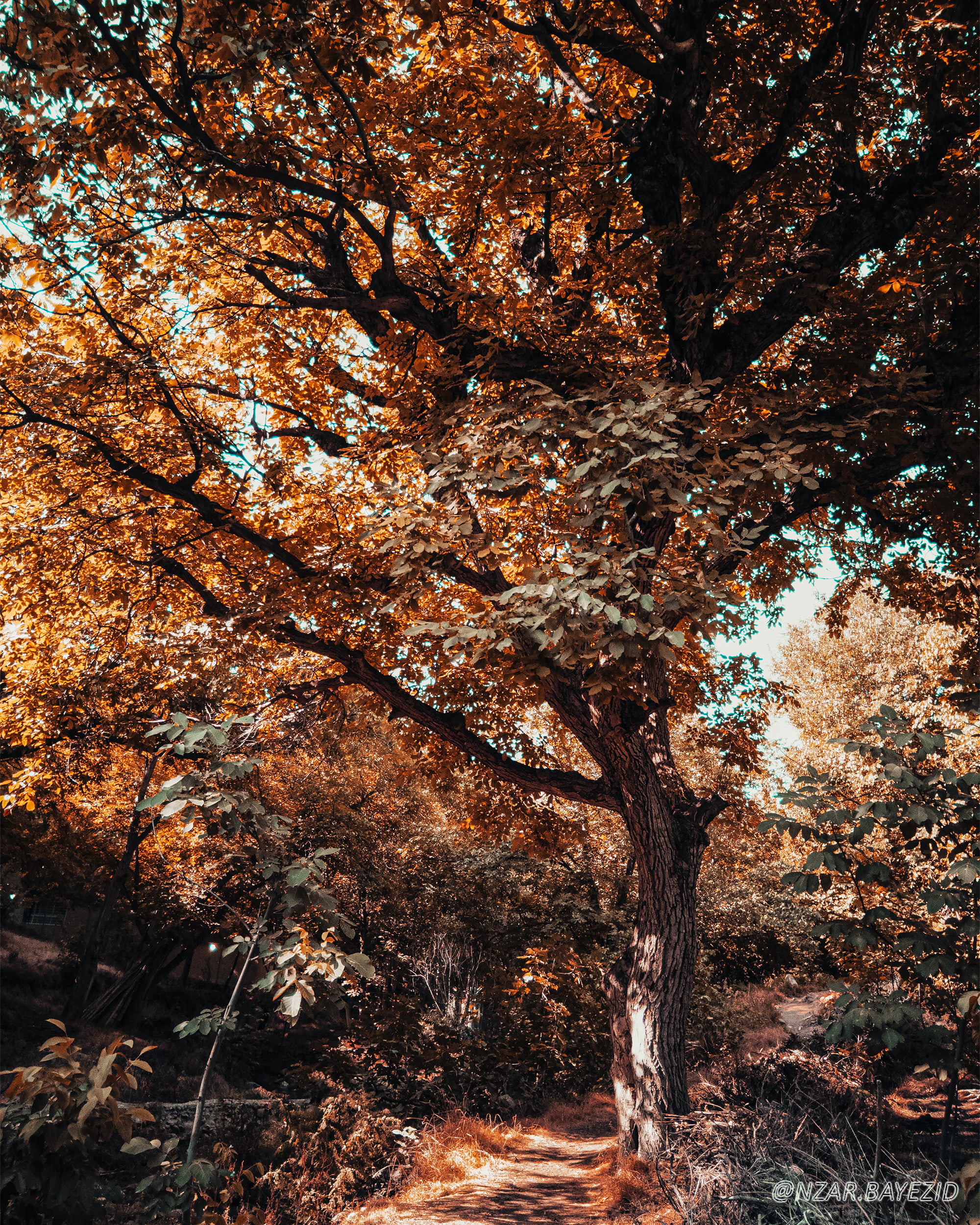 leaves, nature, trees, landscape, wood, tree bark, Kurdistan, 1080P, Phone HD Wallpaper