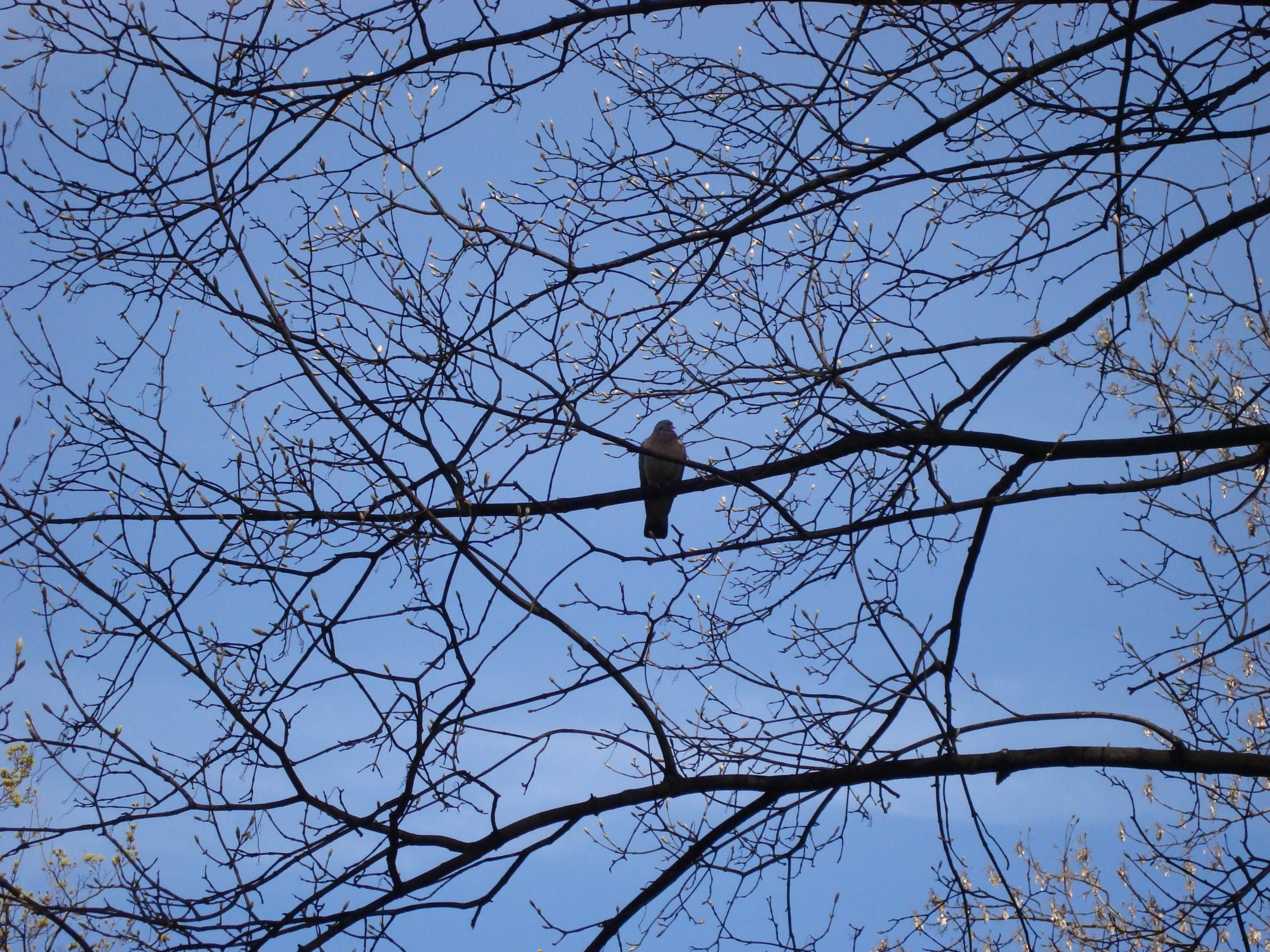 animal, plant, day, canopy, lublin, nature, beauty in nature, low angle view, outdoors, animal themes, animal wildlife, bare tree, sky, animals in the wild, HD Wallpaper