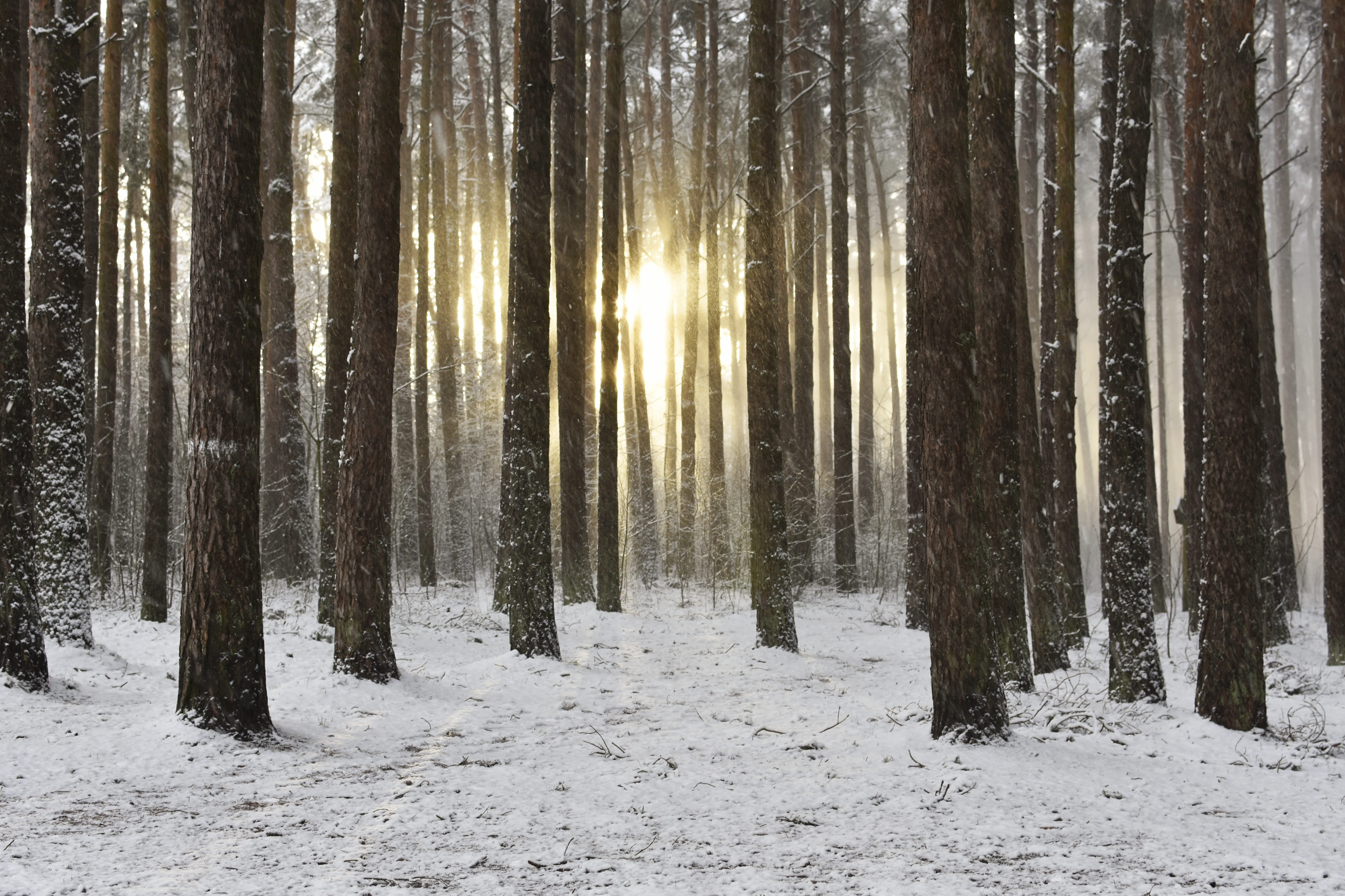 snowy wood, january, wonderland, environment, landscape, awakening, land, winter, no people, woodland, non-urban scene, wintertime, sunlight, tranquil scene, HD Wallpaper