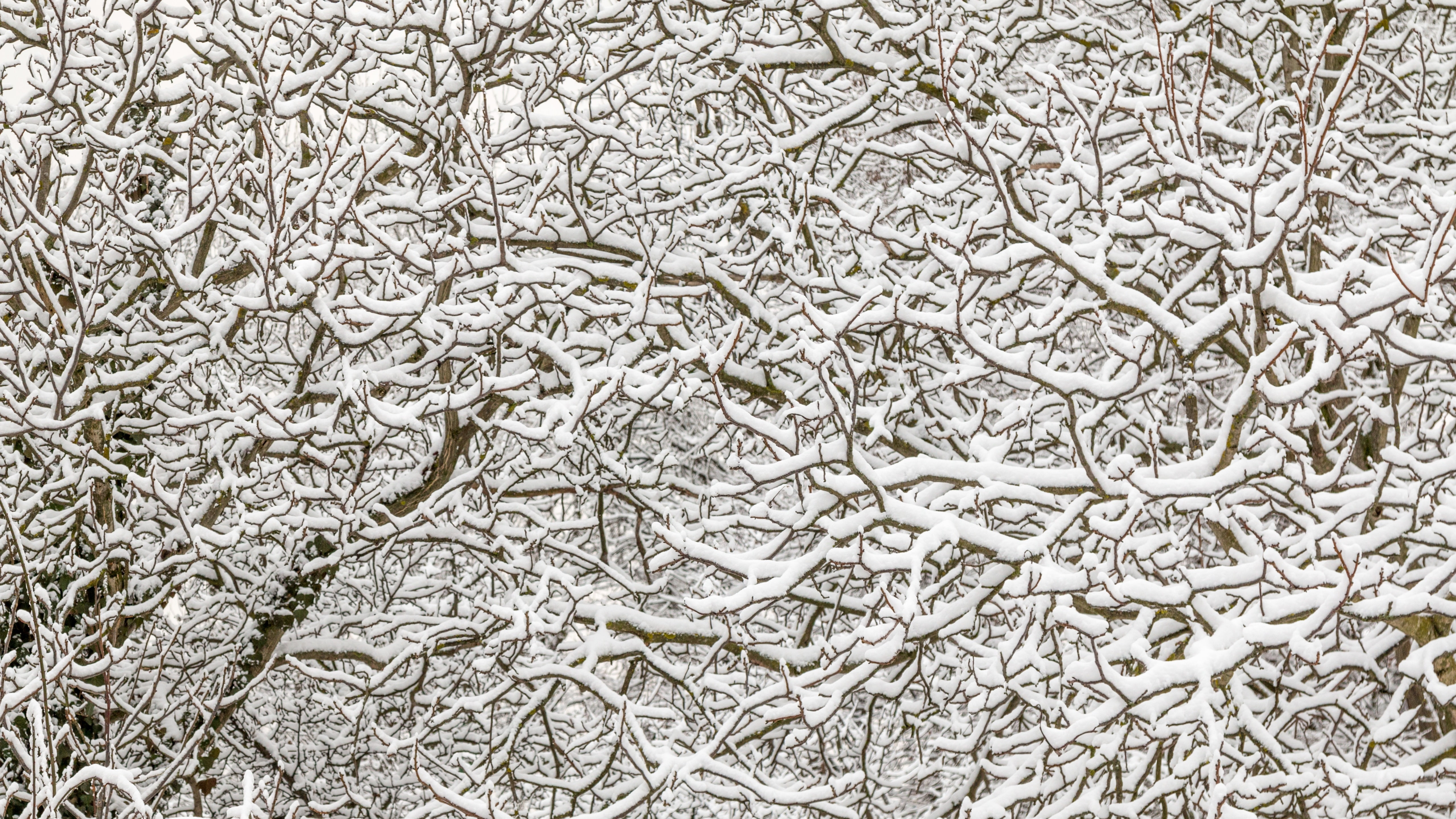 5k, twigs, snowy, branches, branch, winter, snow, 5K, 5k uhd, wintertime, twig, tree, HD Wallpaper
